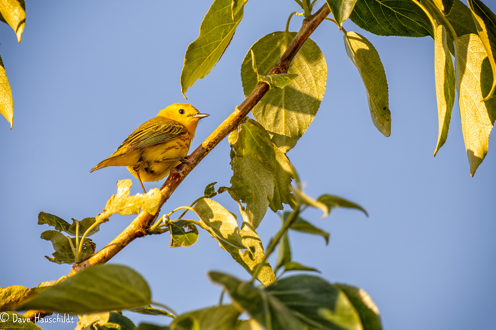 Yellow Warbler