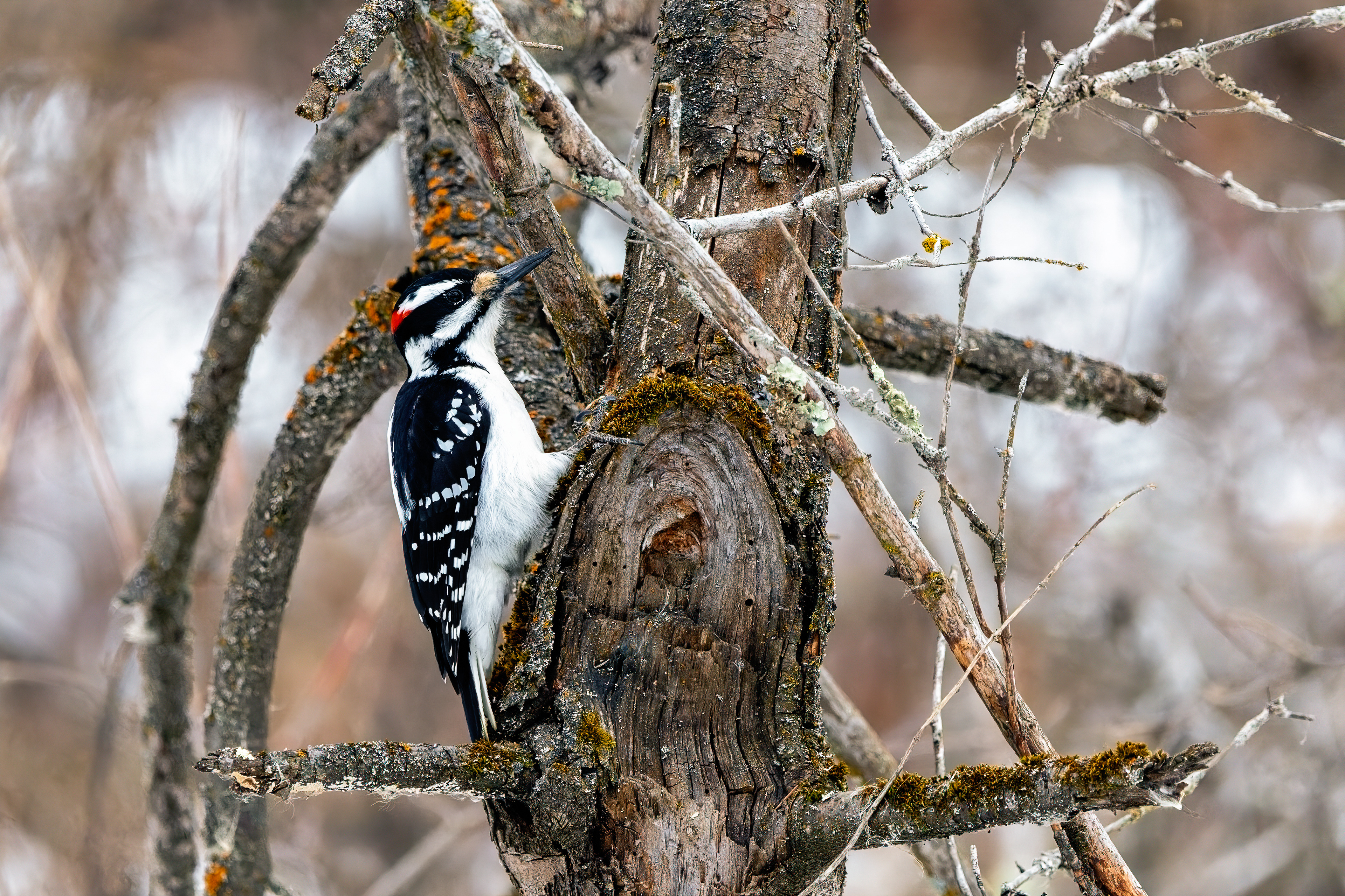 Hairy Woodpecker
