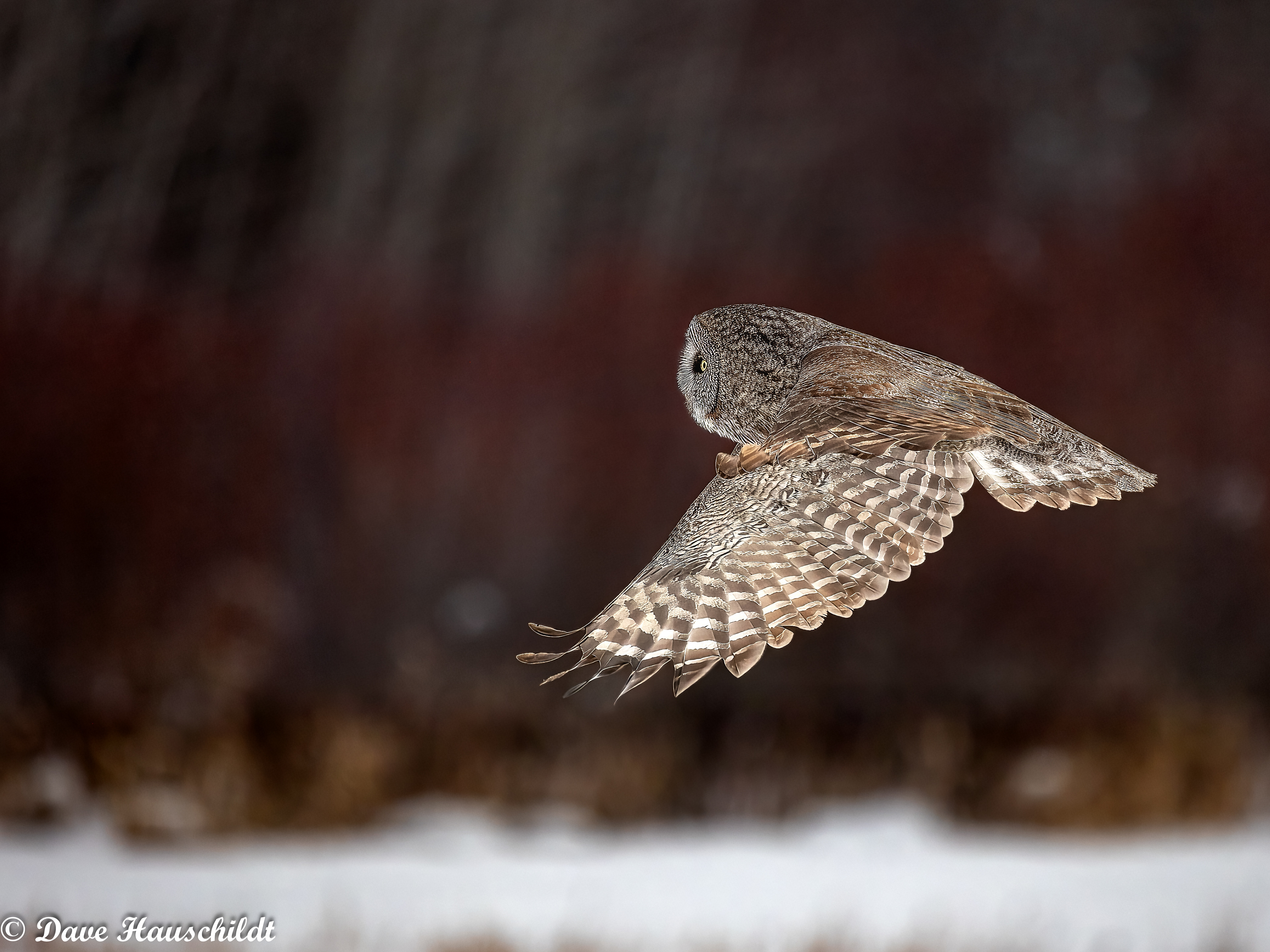 Grey Owl