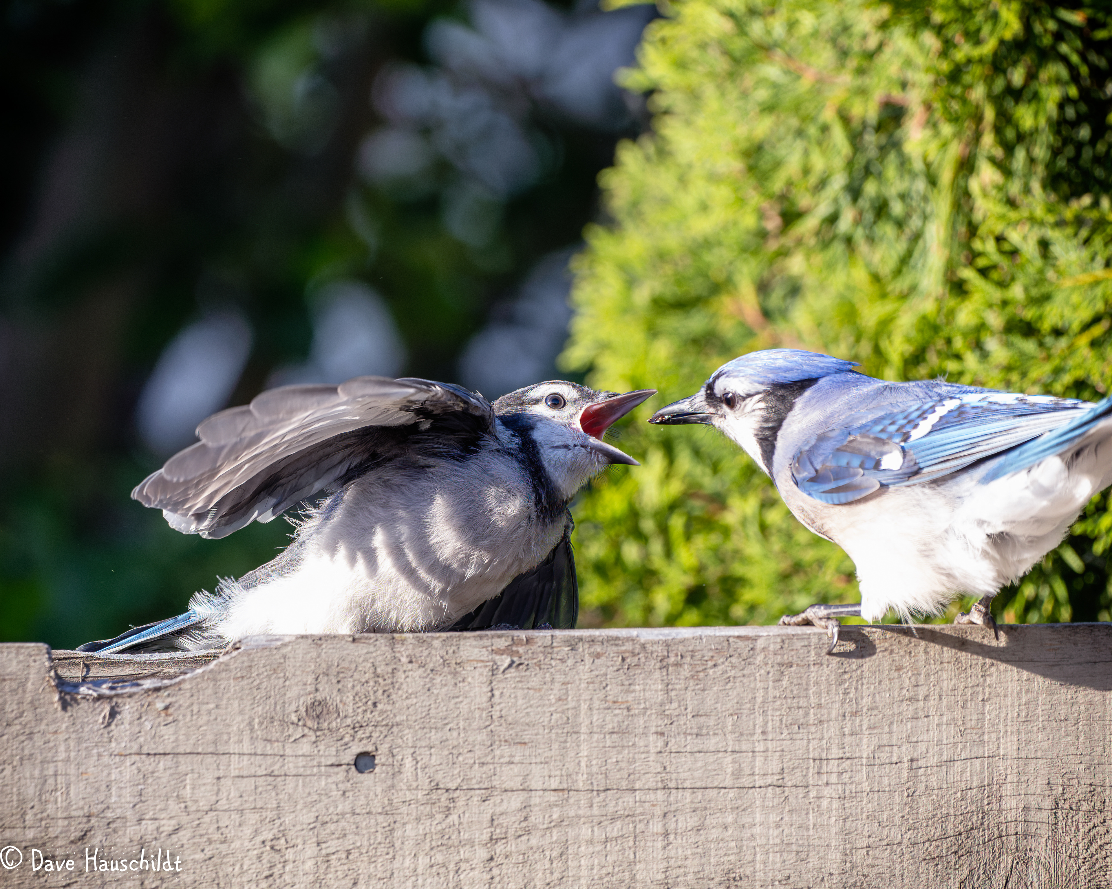 Blue Jay