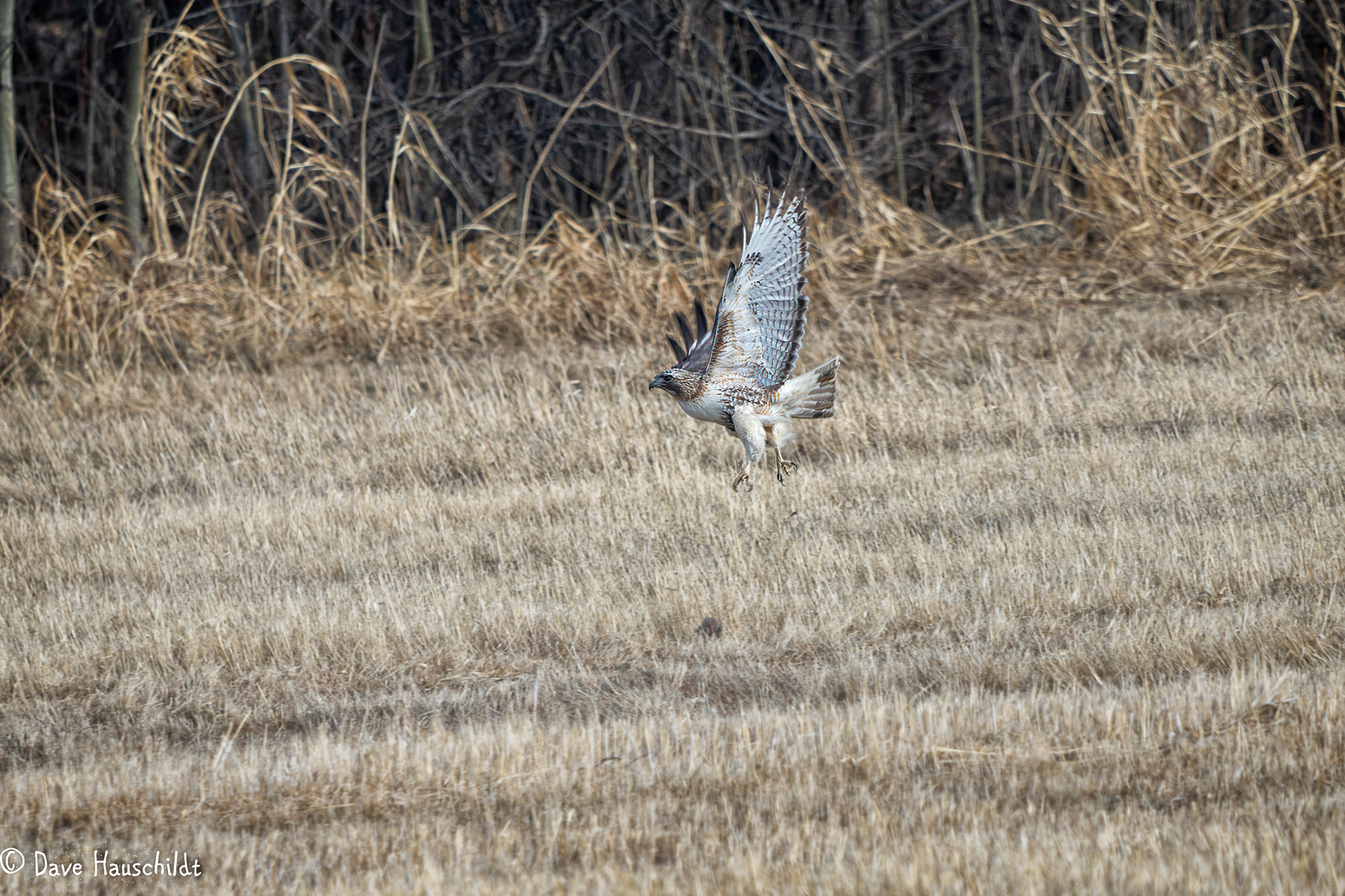 Red Tailed Hawk