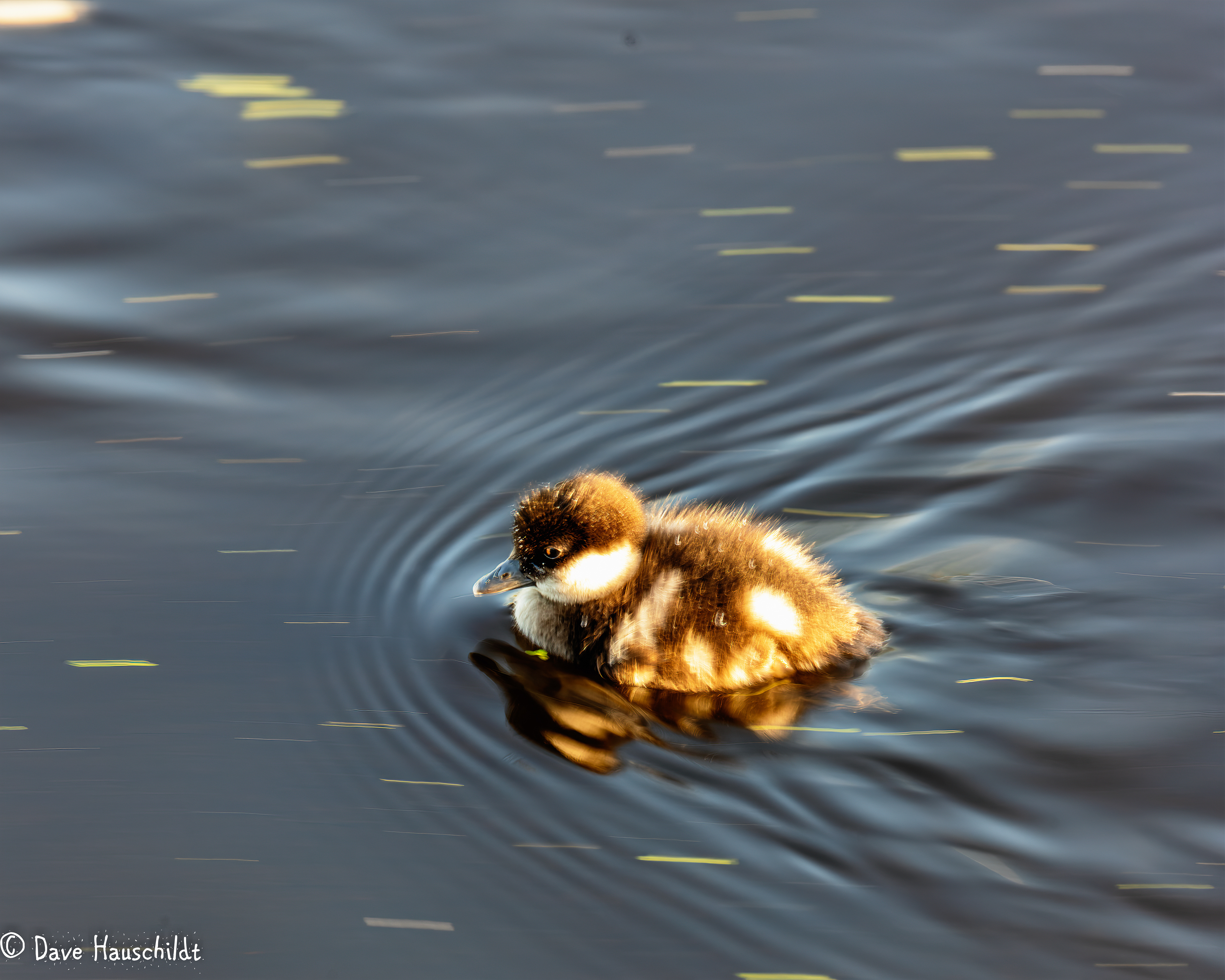 Bufflehead Chick