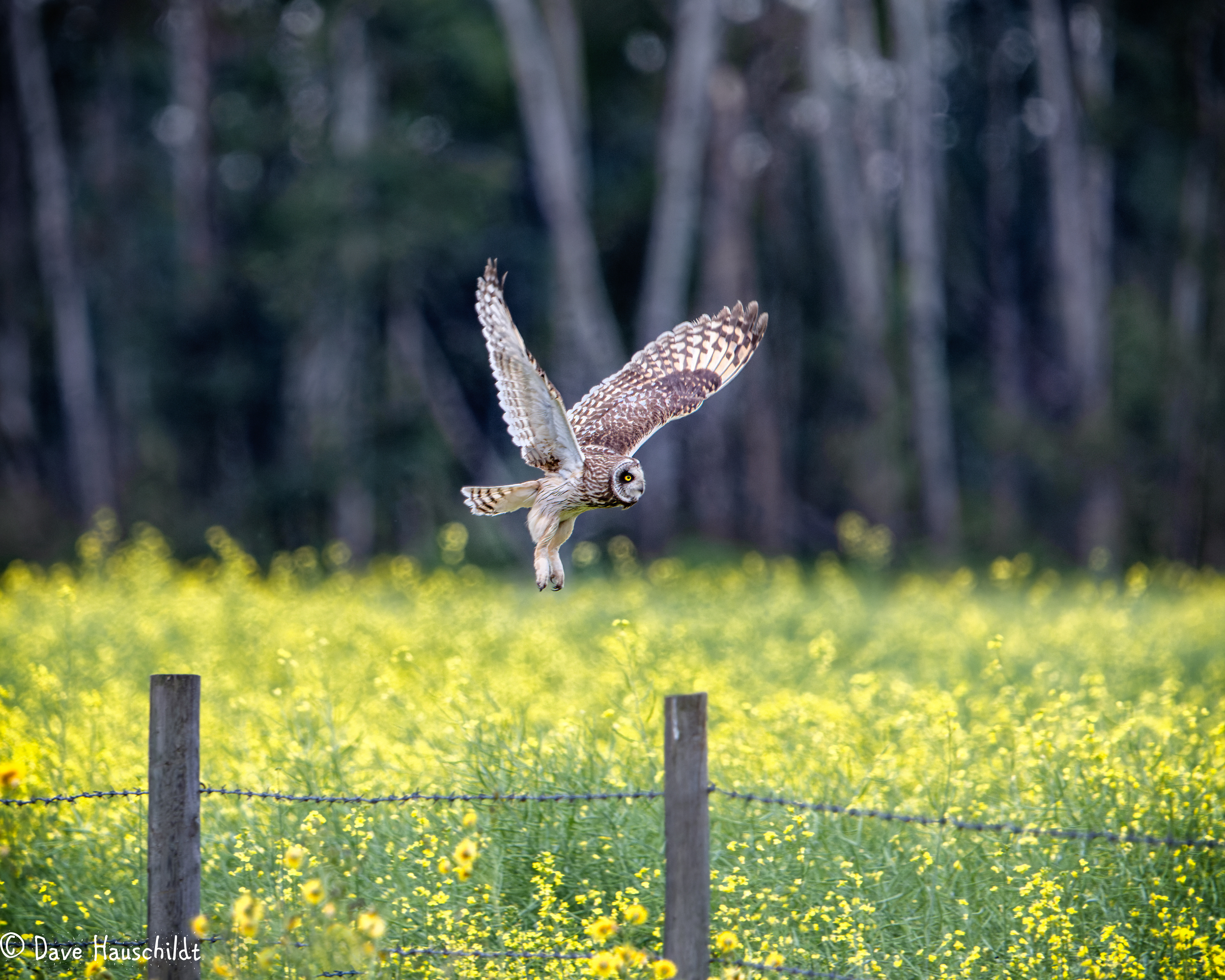 Short Eared Owl