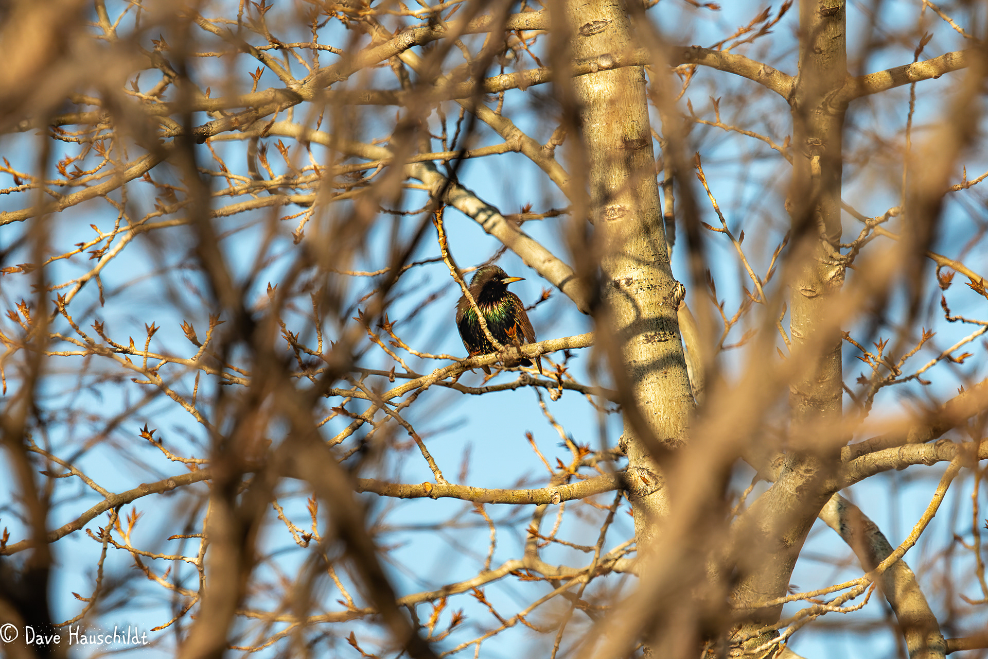 European Starling