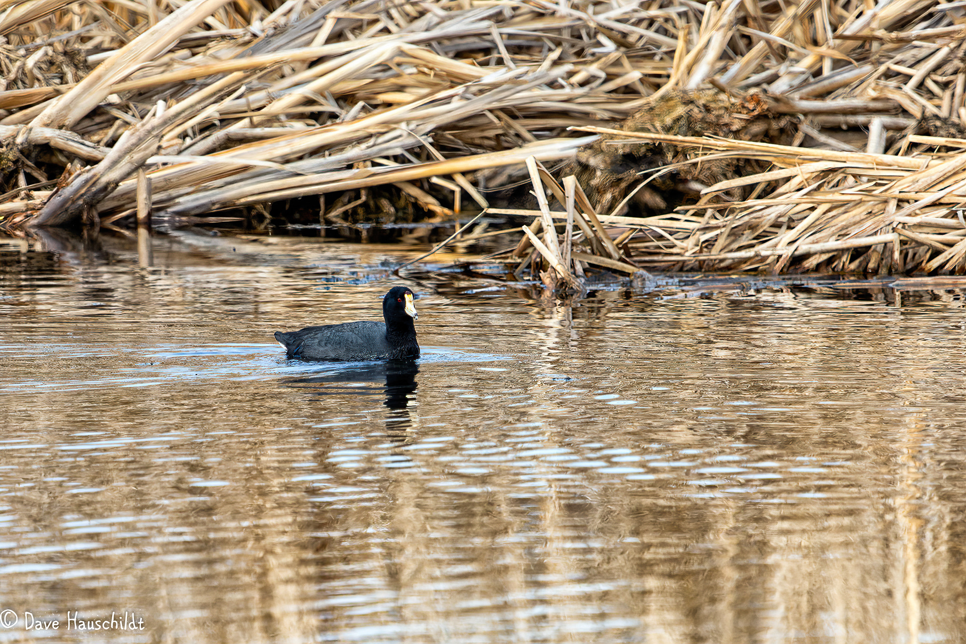 American Coot