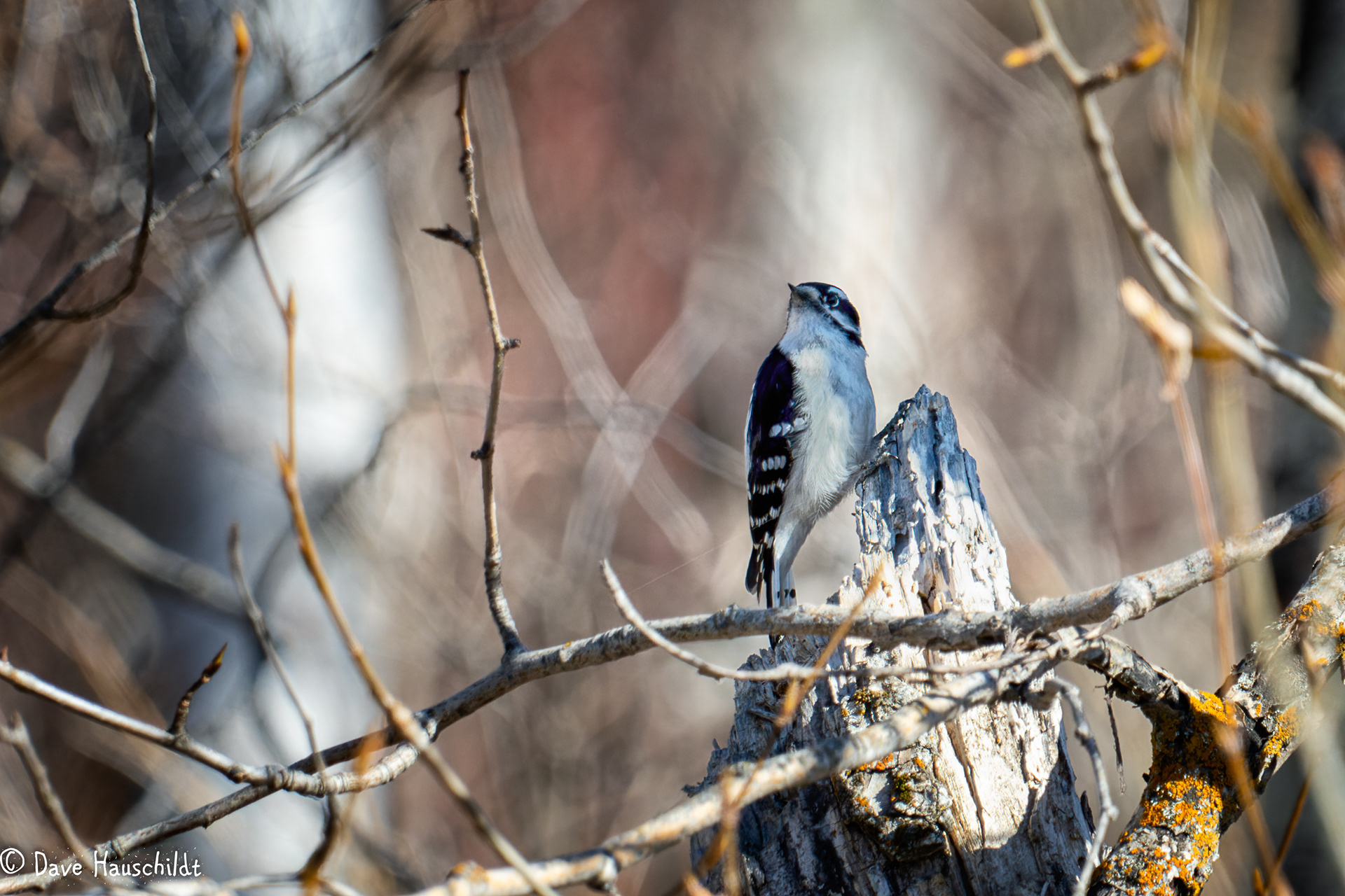 Downy Woodpecker