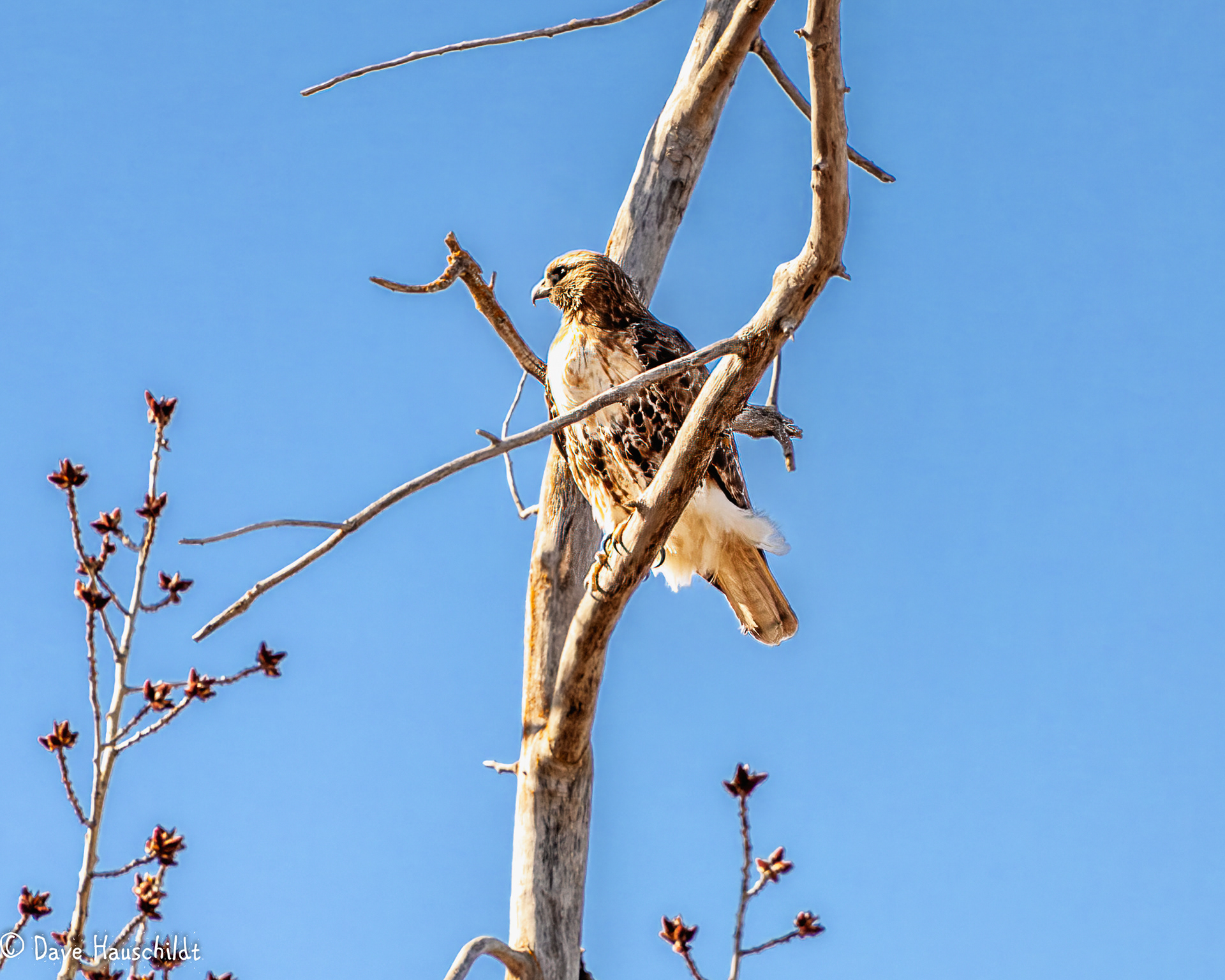 Red Tailed Hawk