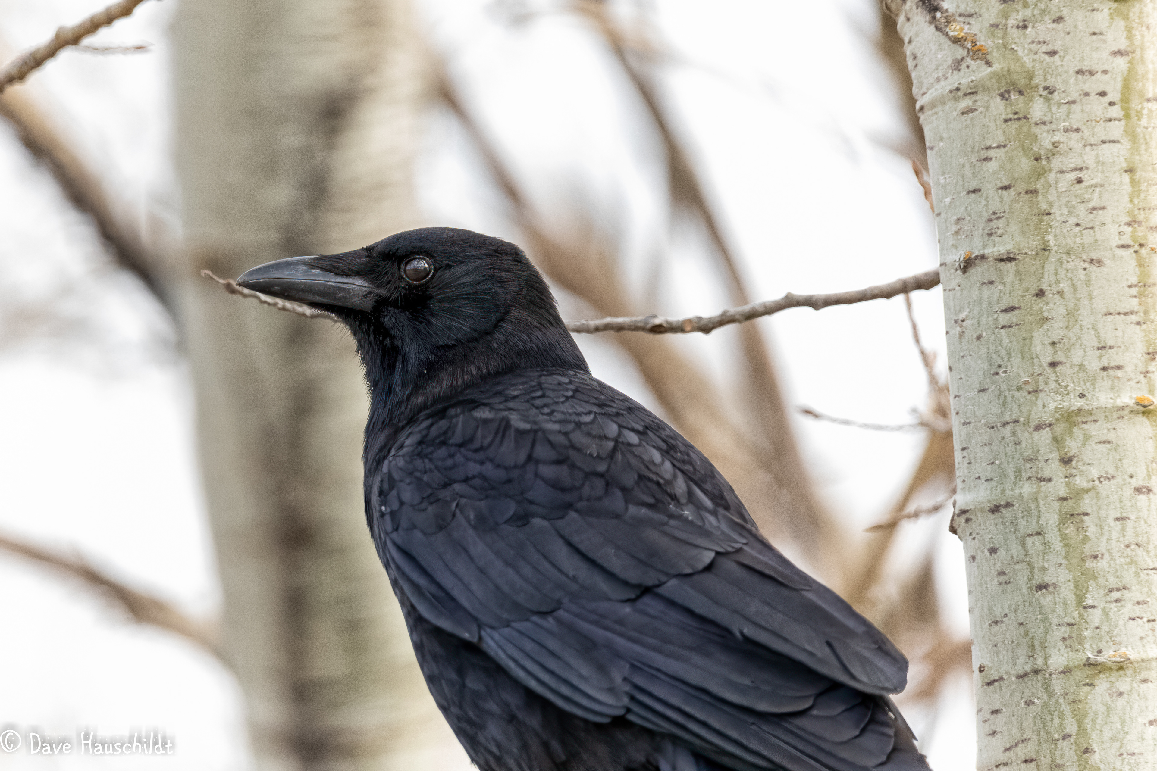 American Crow