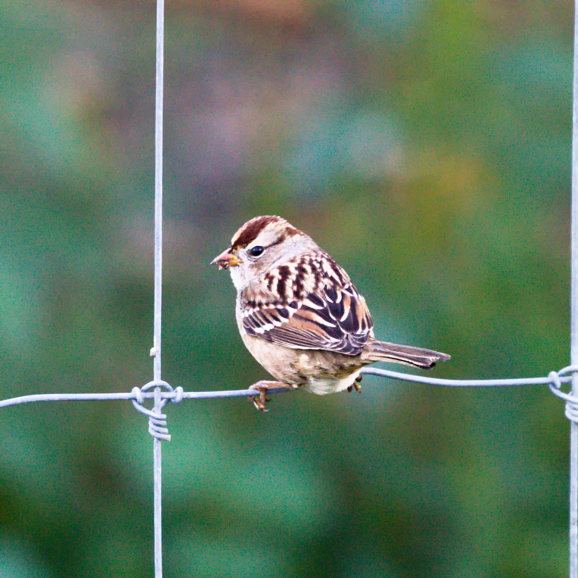 White Crowned Sparrow