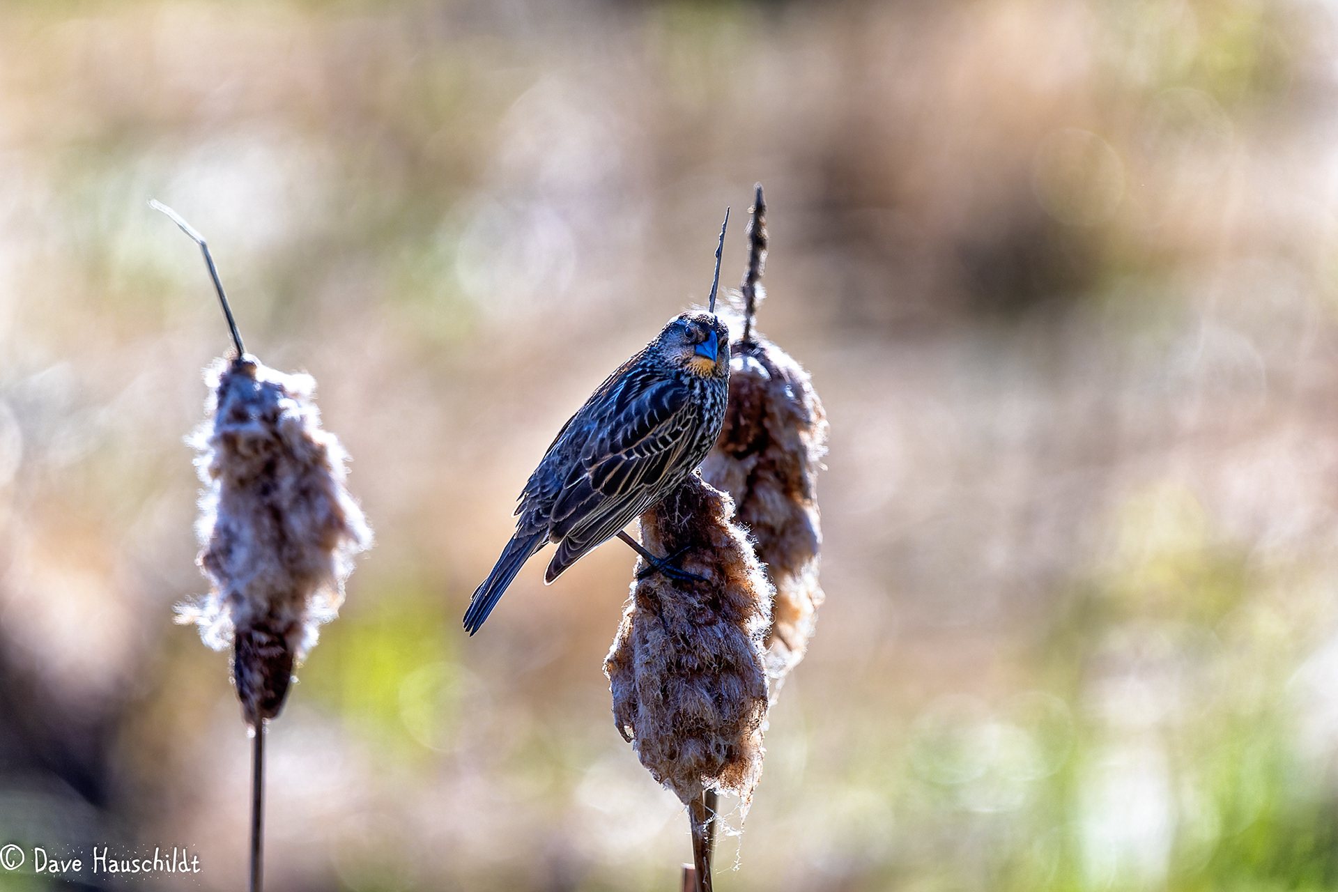 Redwinged Blackbird