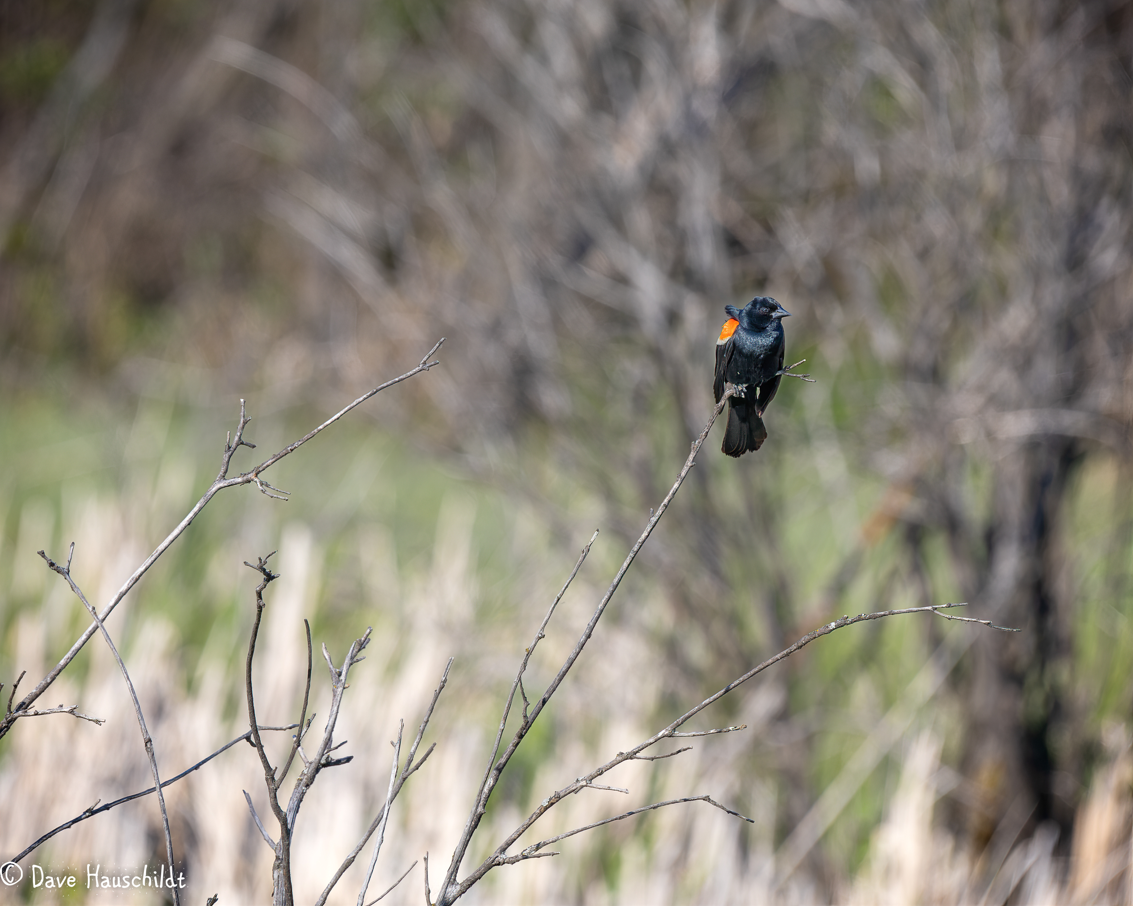 Red Winged Blackbird