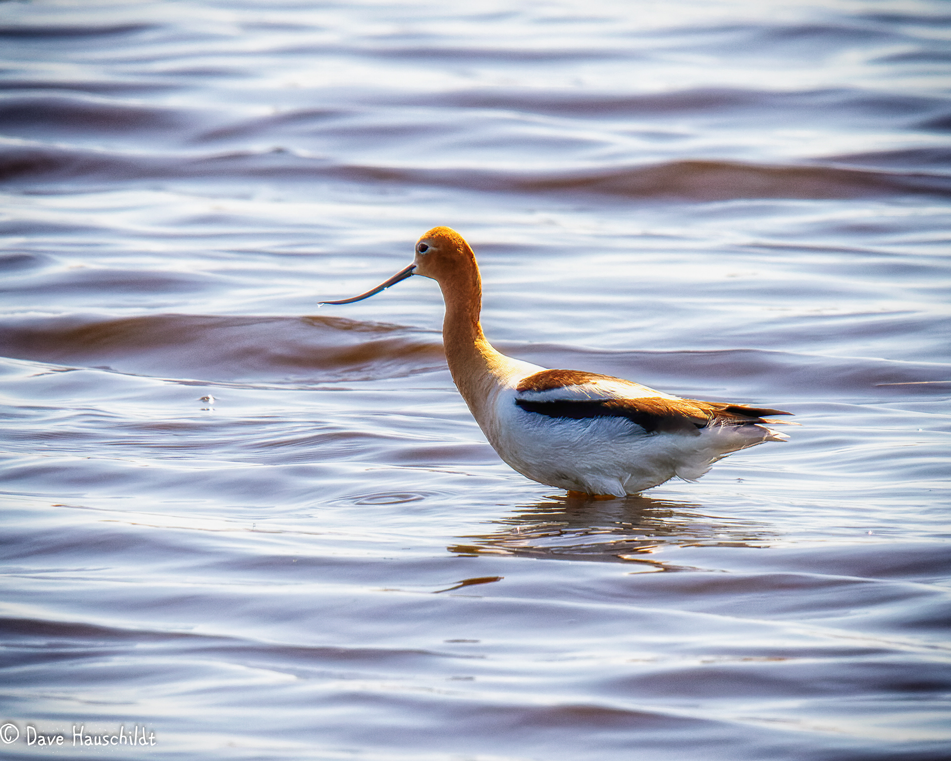 American Avocet