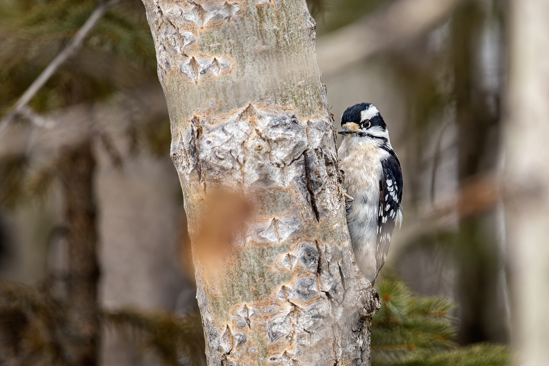 Downy Woodpecker