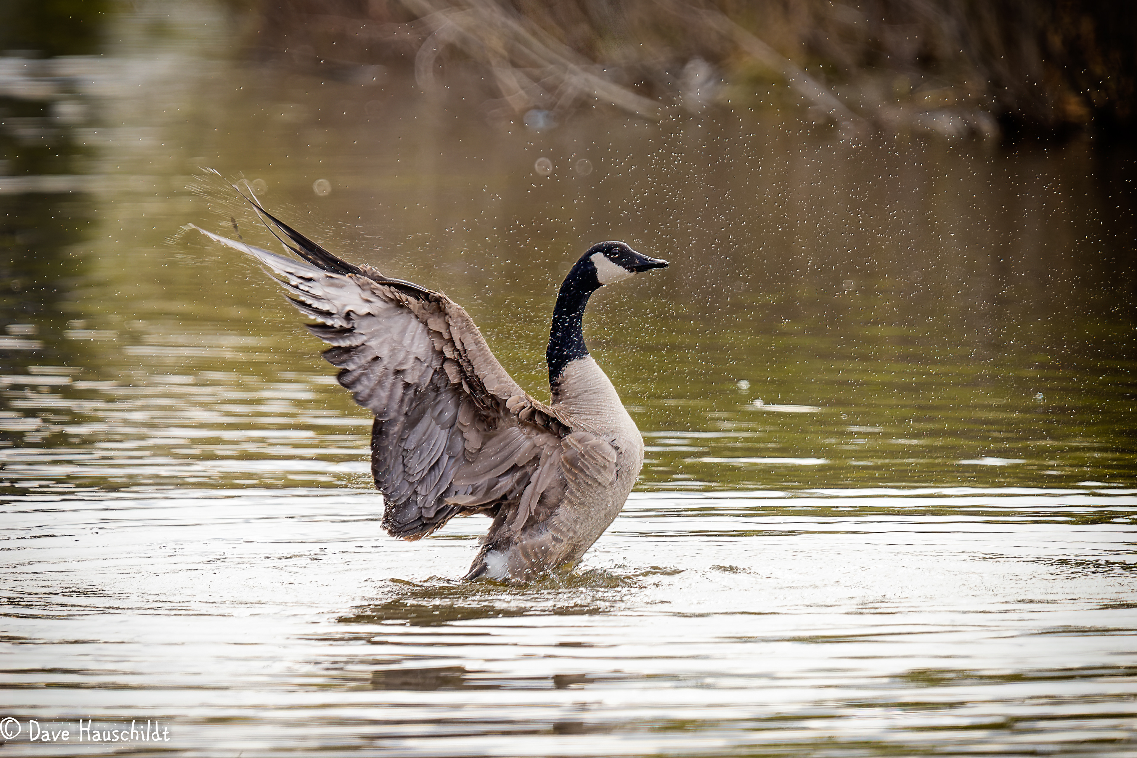 Canada Goose