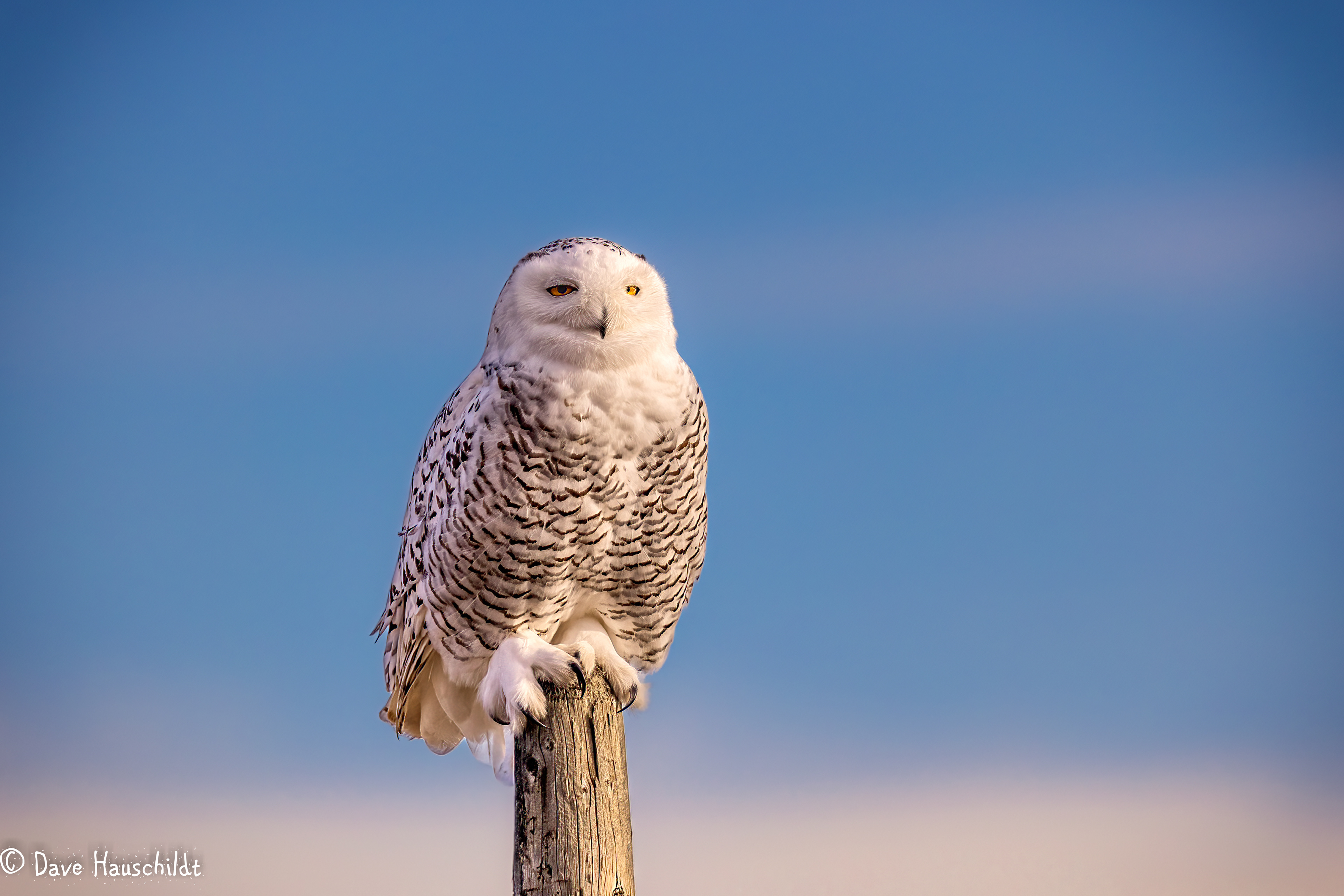 Snowy Owl