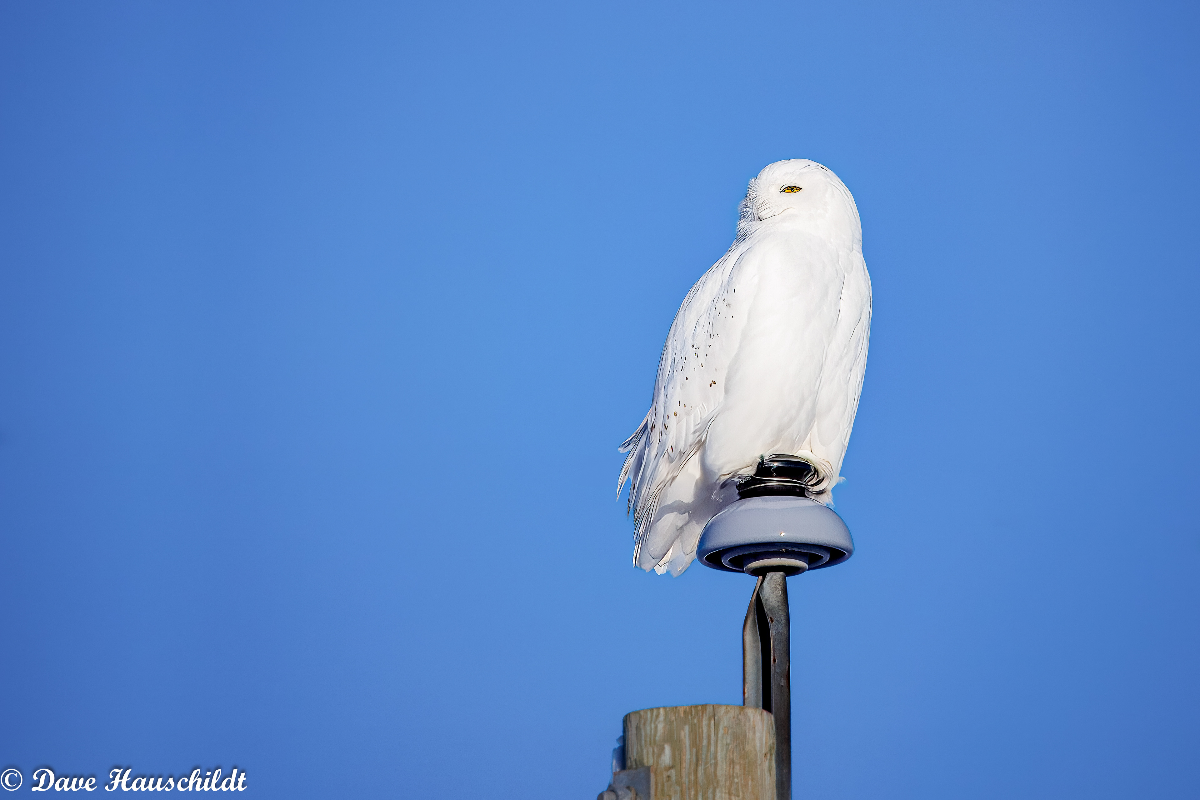 Snowy Owl