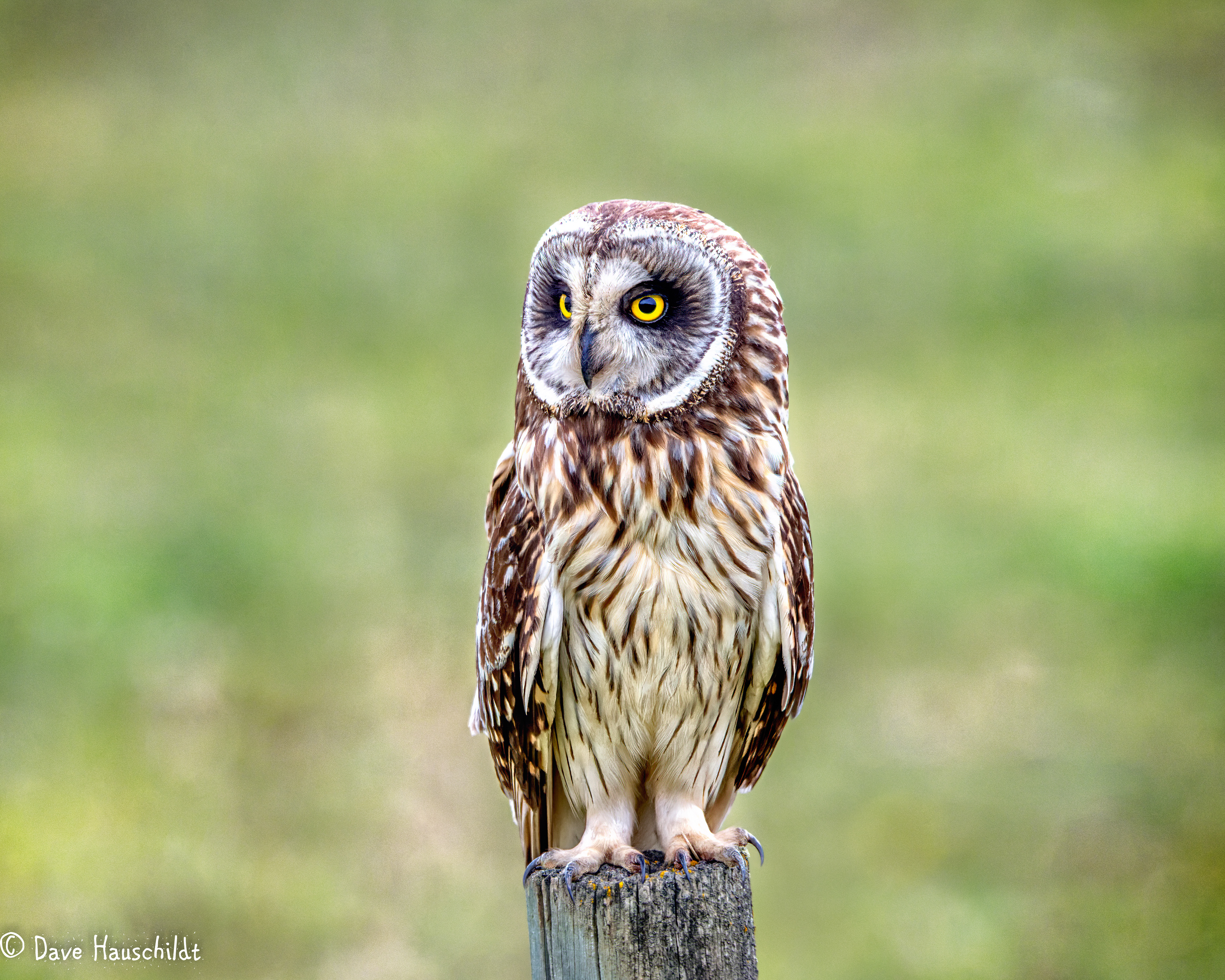 Short Eared Owl