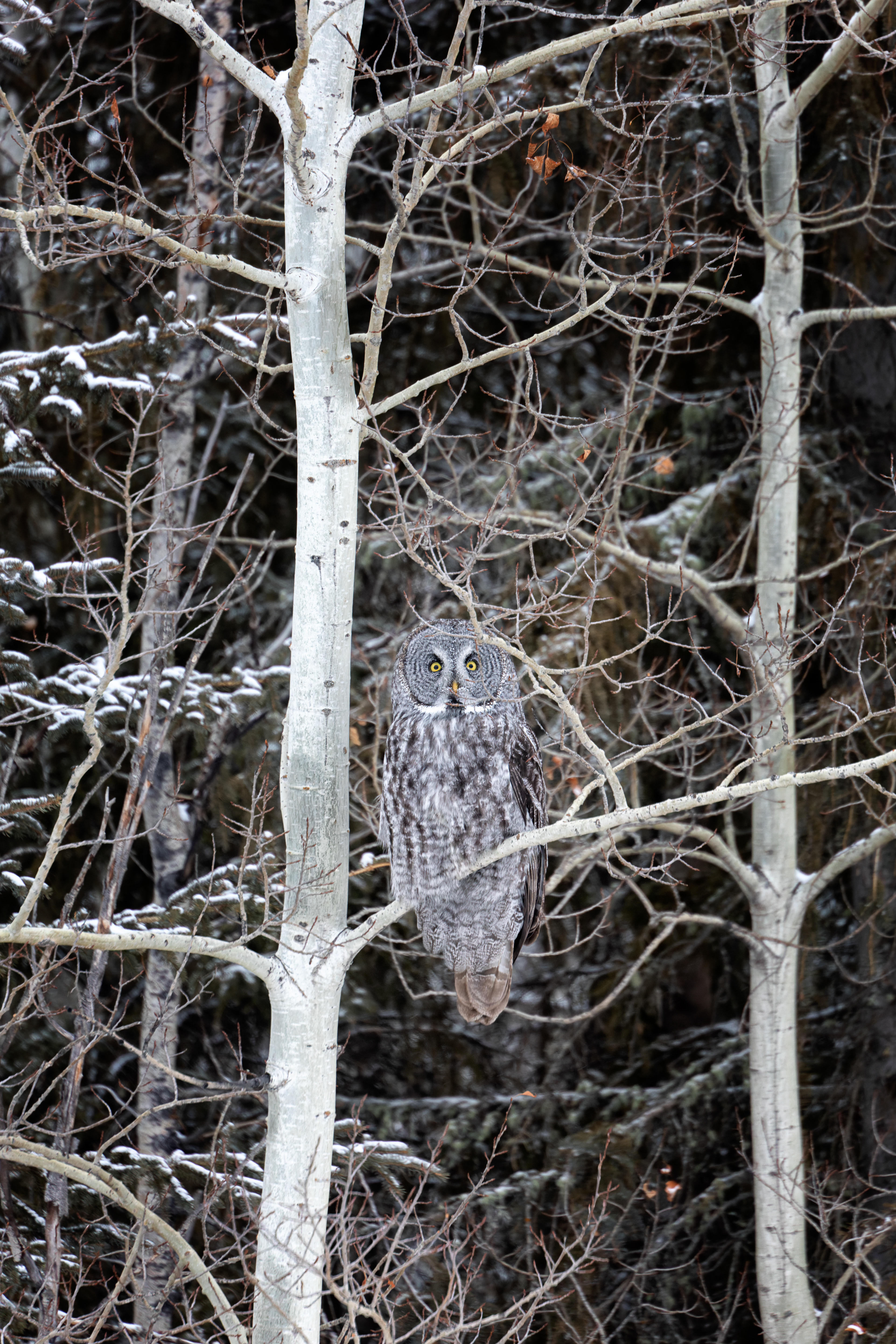 Great Grey Owl