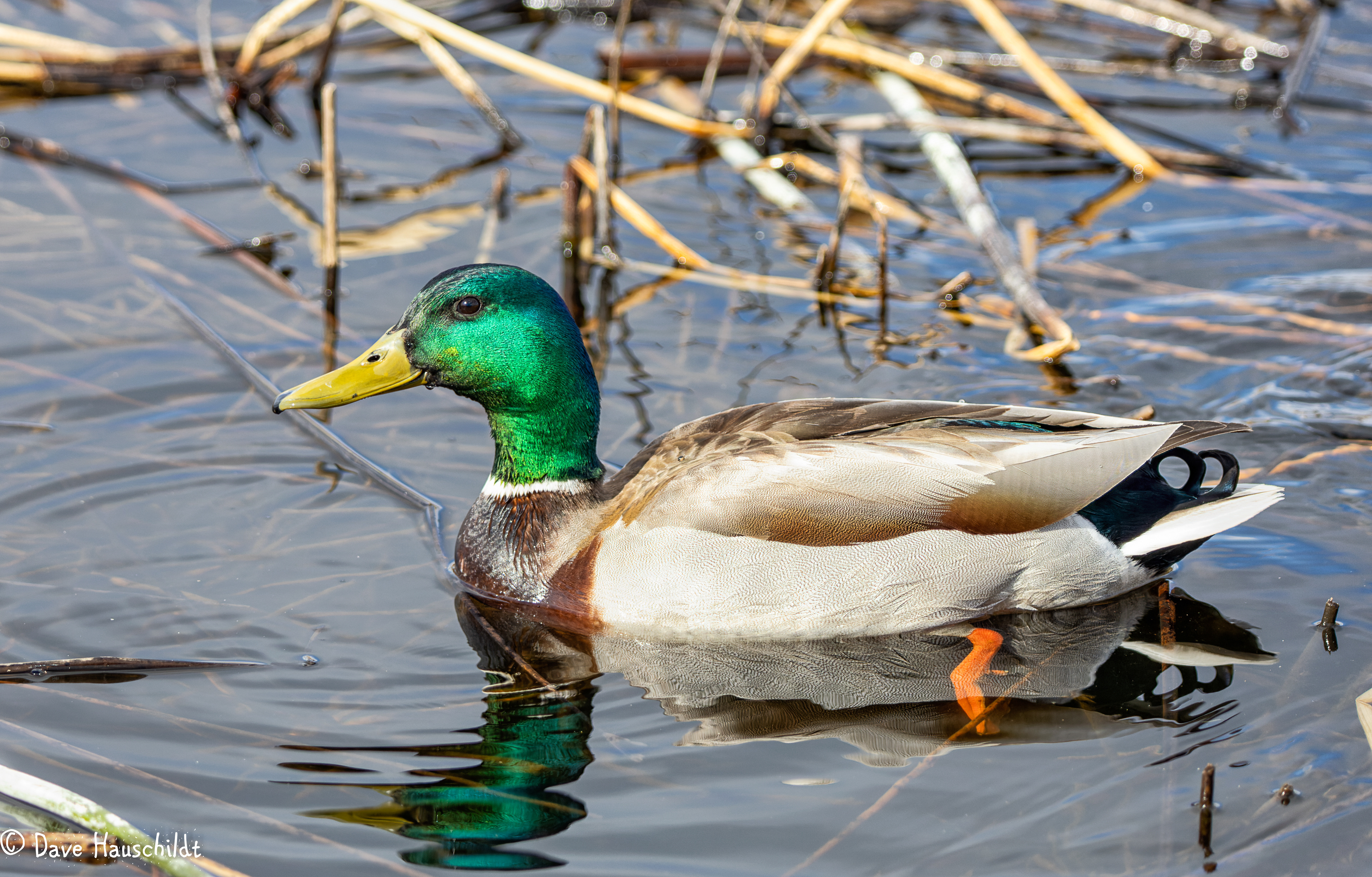 Mallard