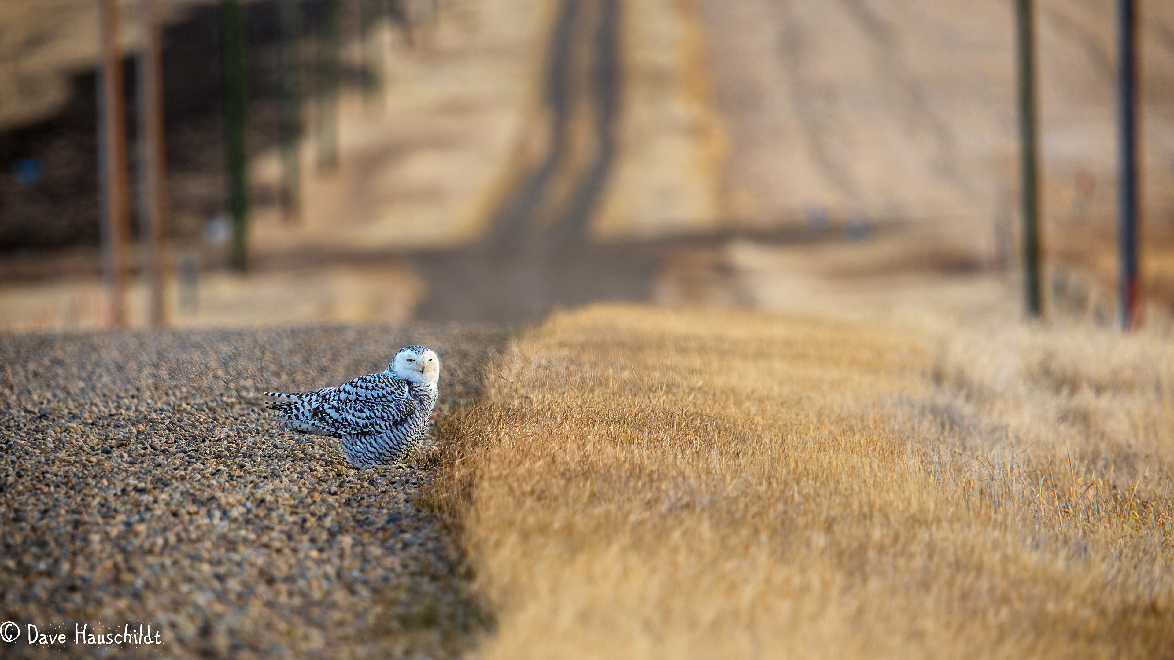 Snowy Owl
