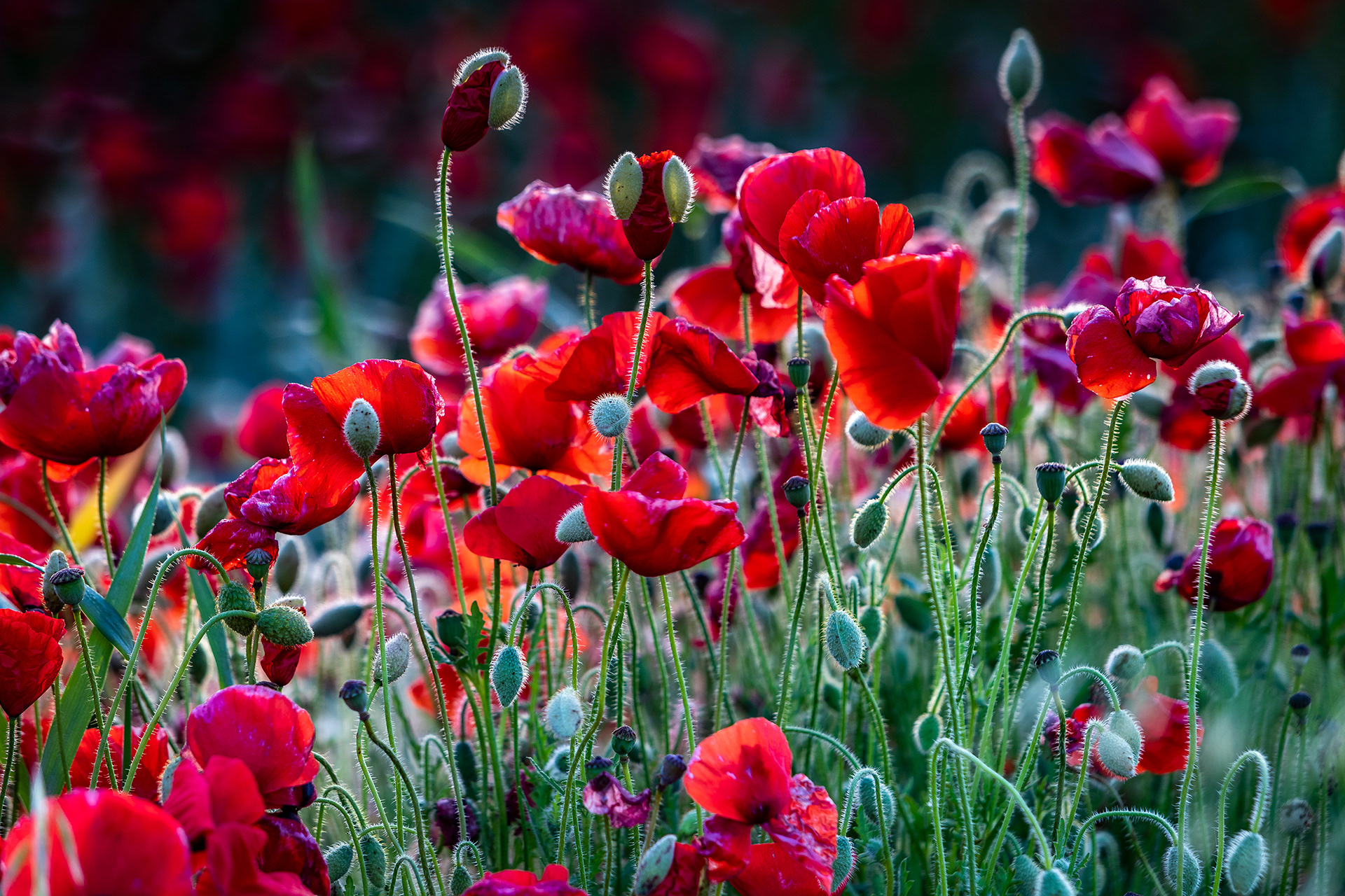 Poppies, Kent