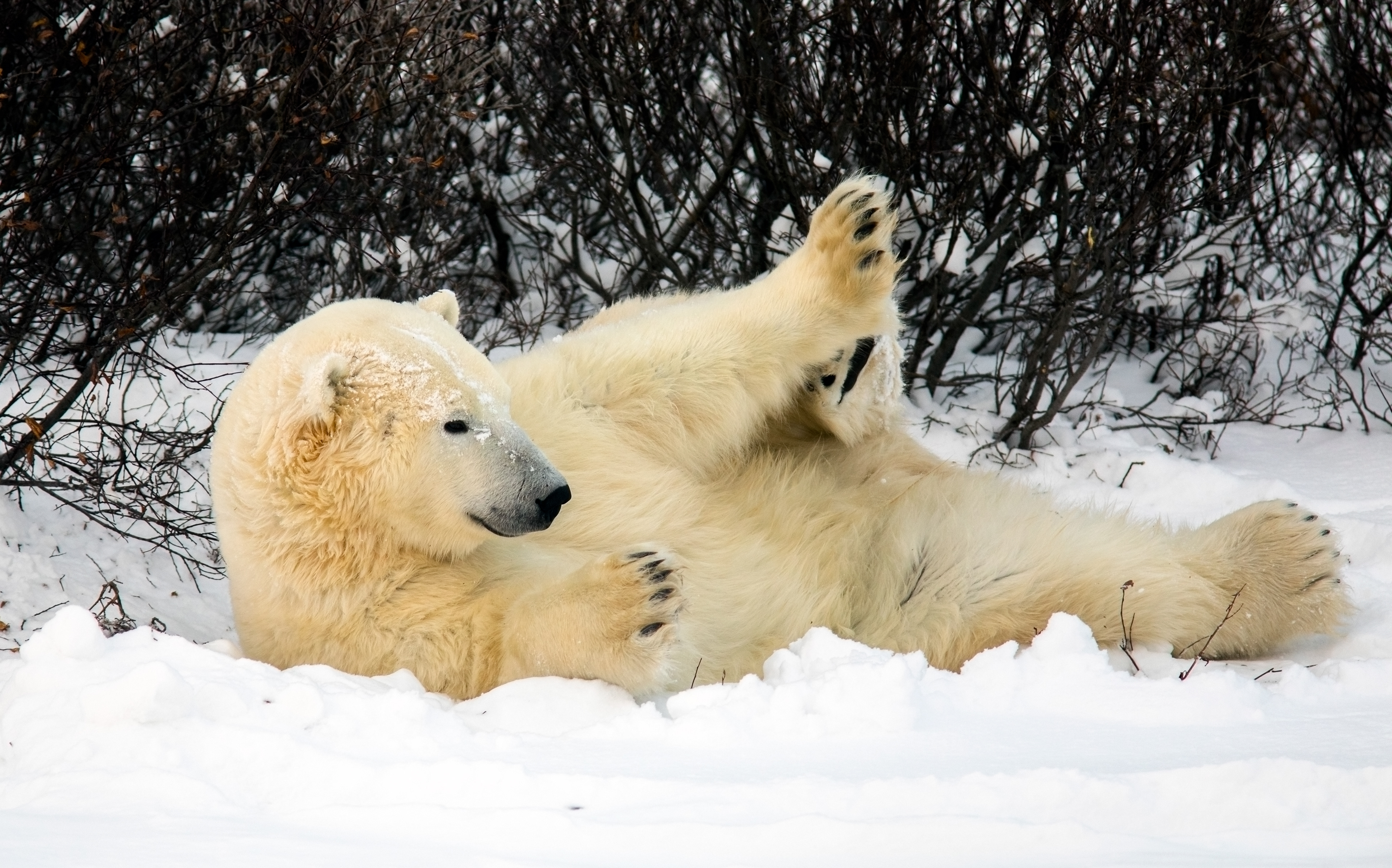 Polar Bear, Churchill, Canada