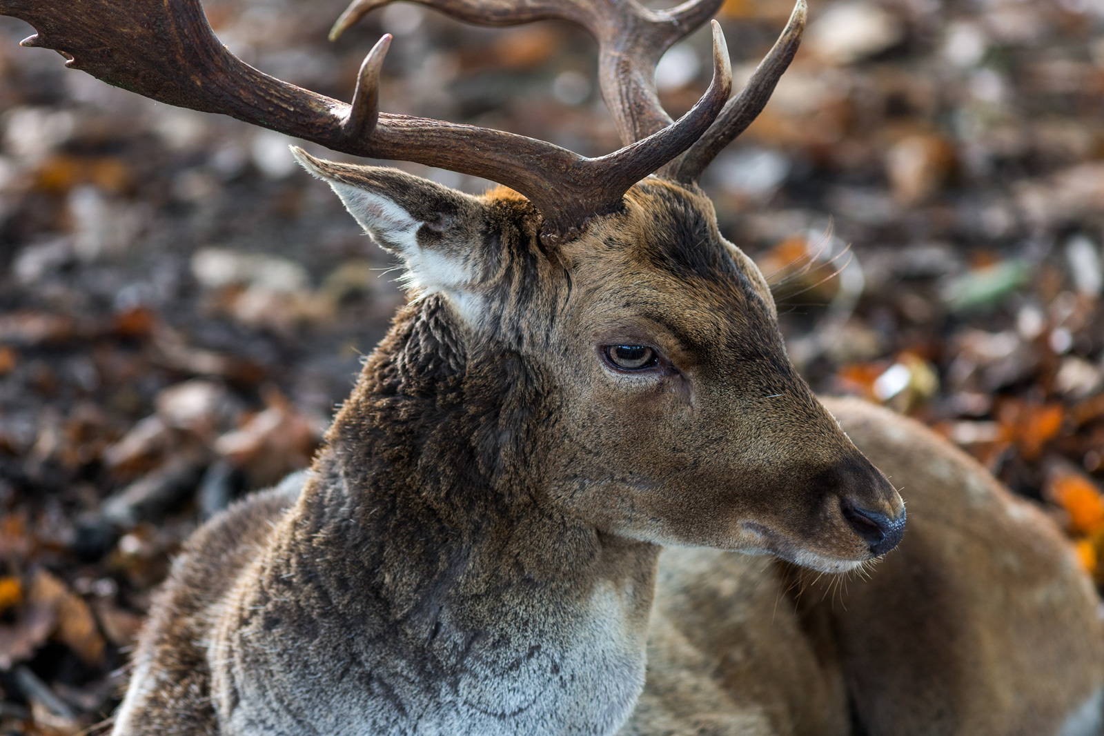 Deer, Knole Park, UK