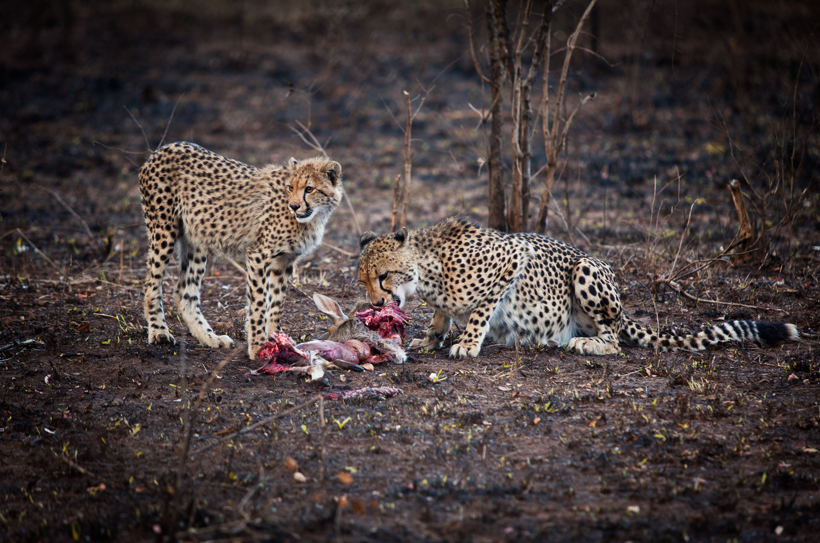 Cheetahs, Botswana