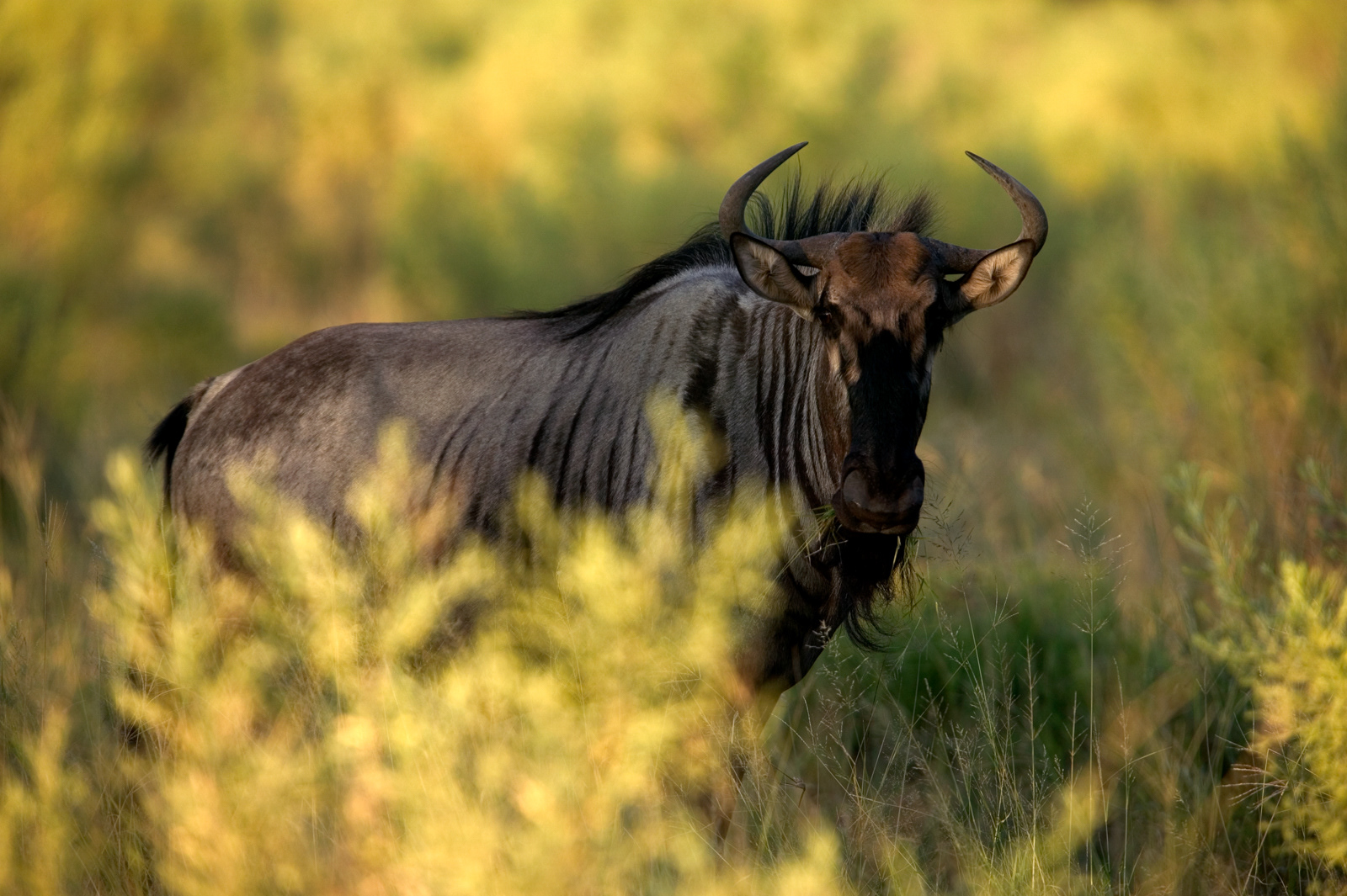 Wildebeast, Botswana
