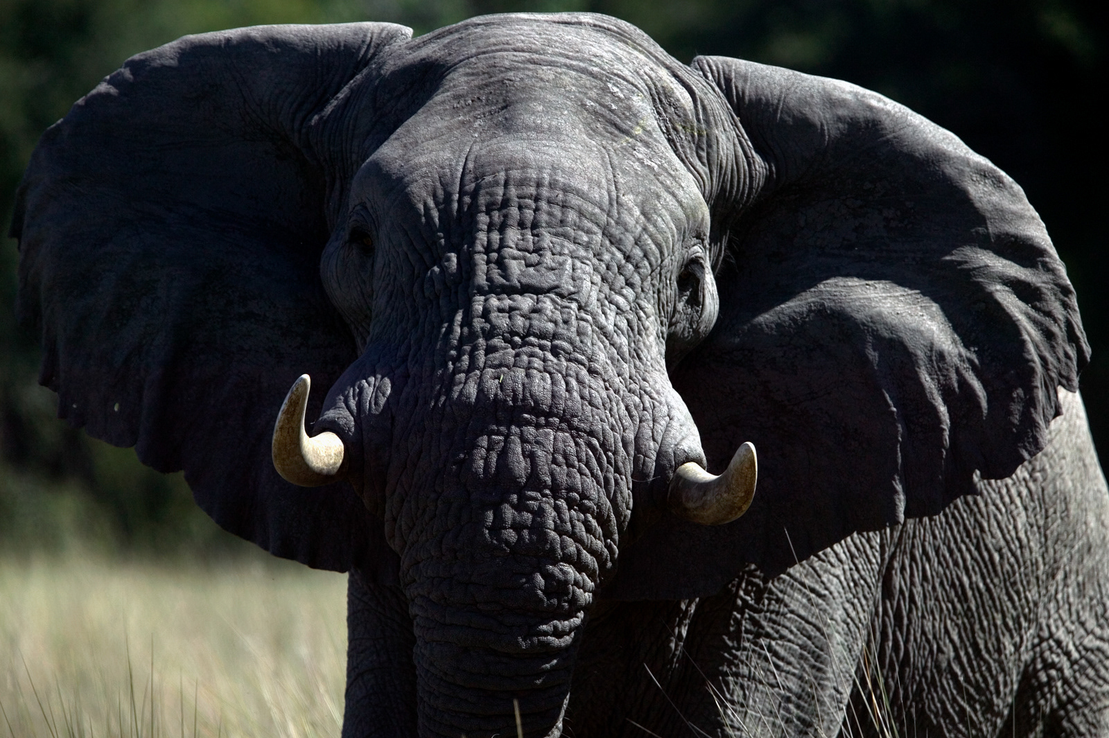 African Male Elephant, Botswana