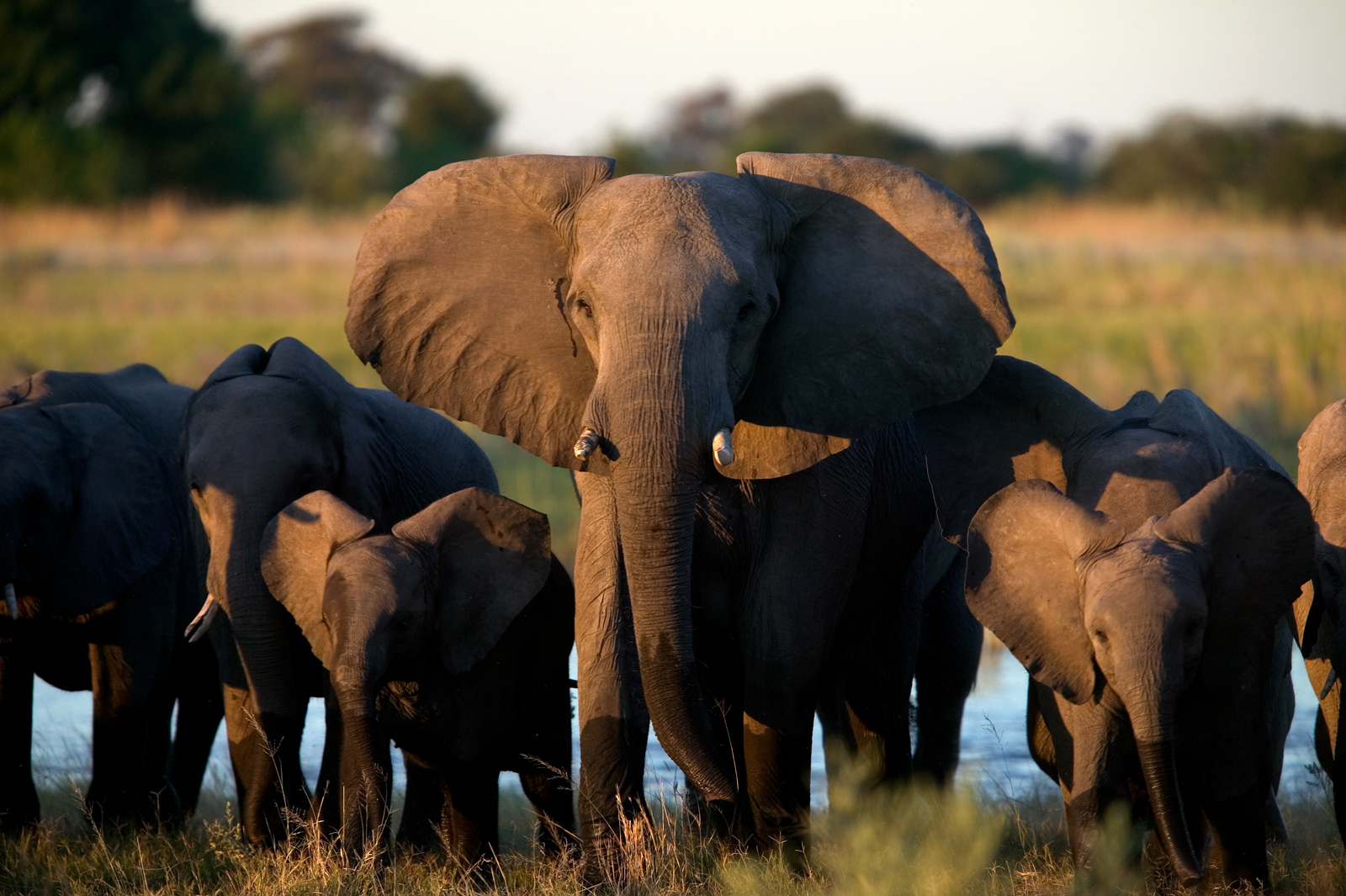 African Elephants, Botswana