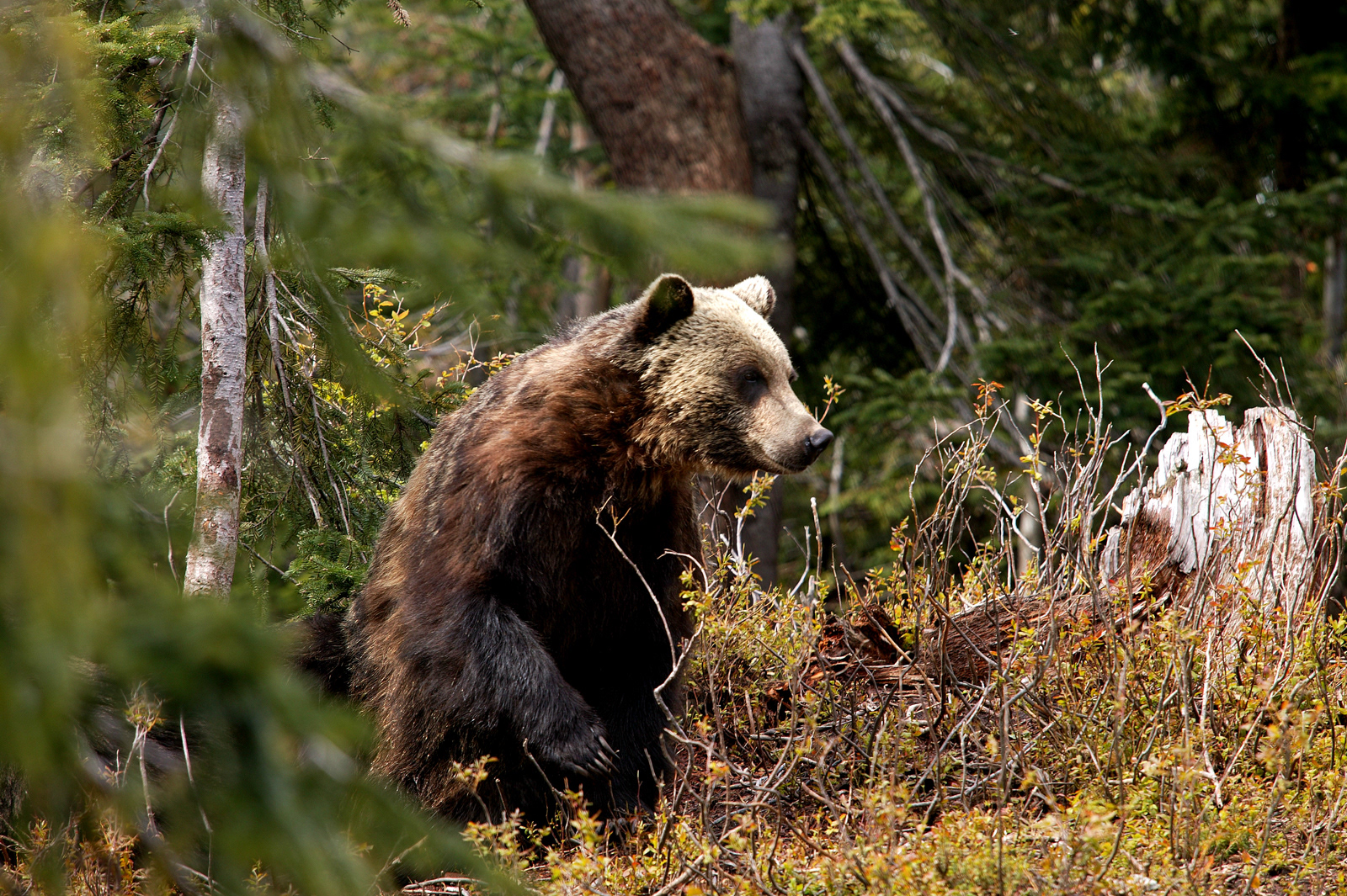 Grizzly Bear, BC, Canada