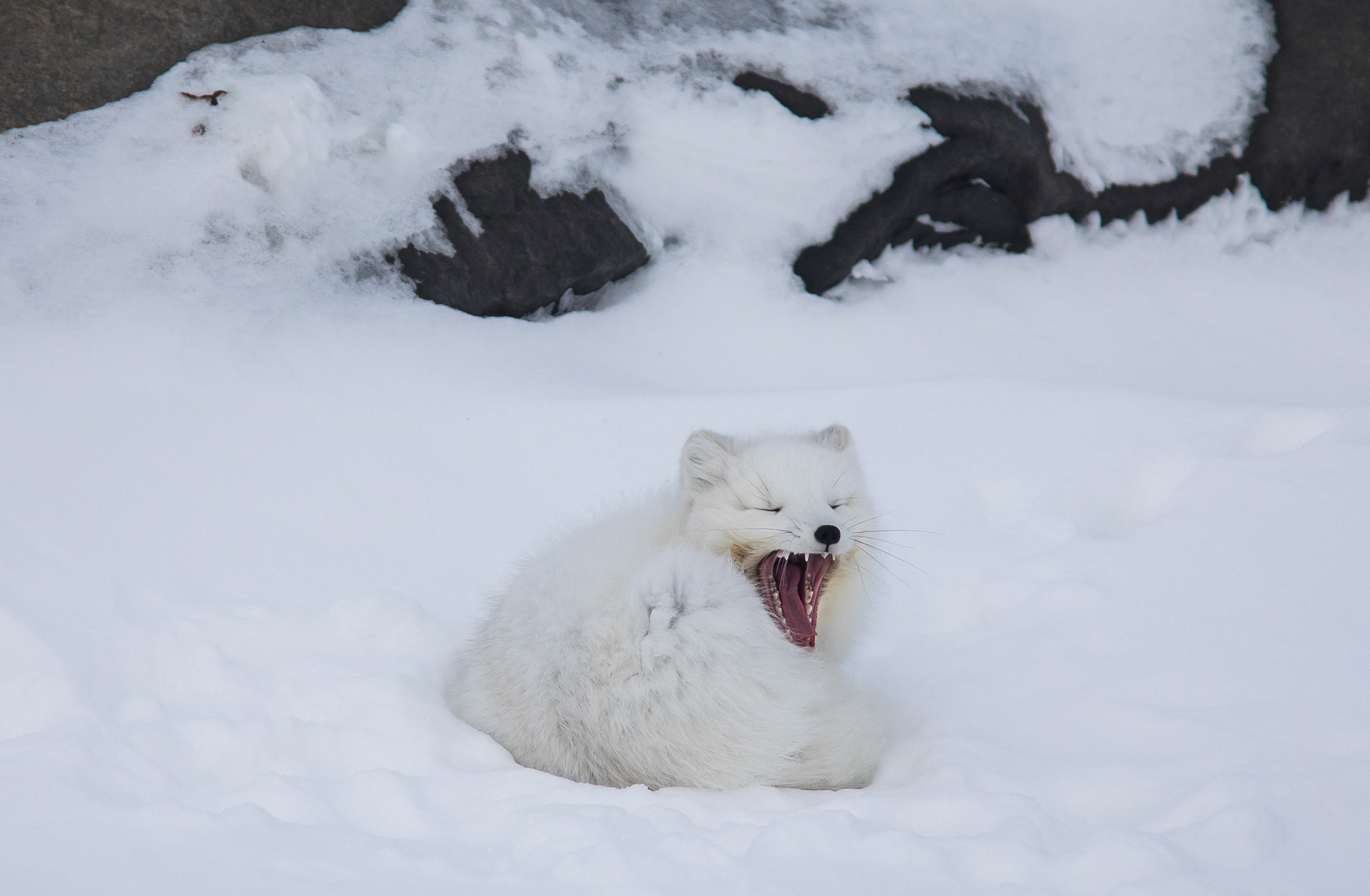Arctic Fox, Churchill, Canada