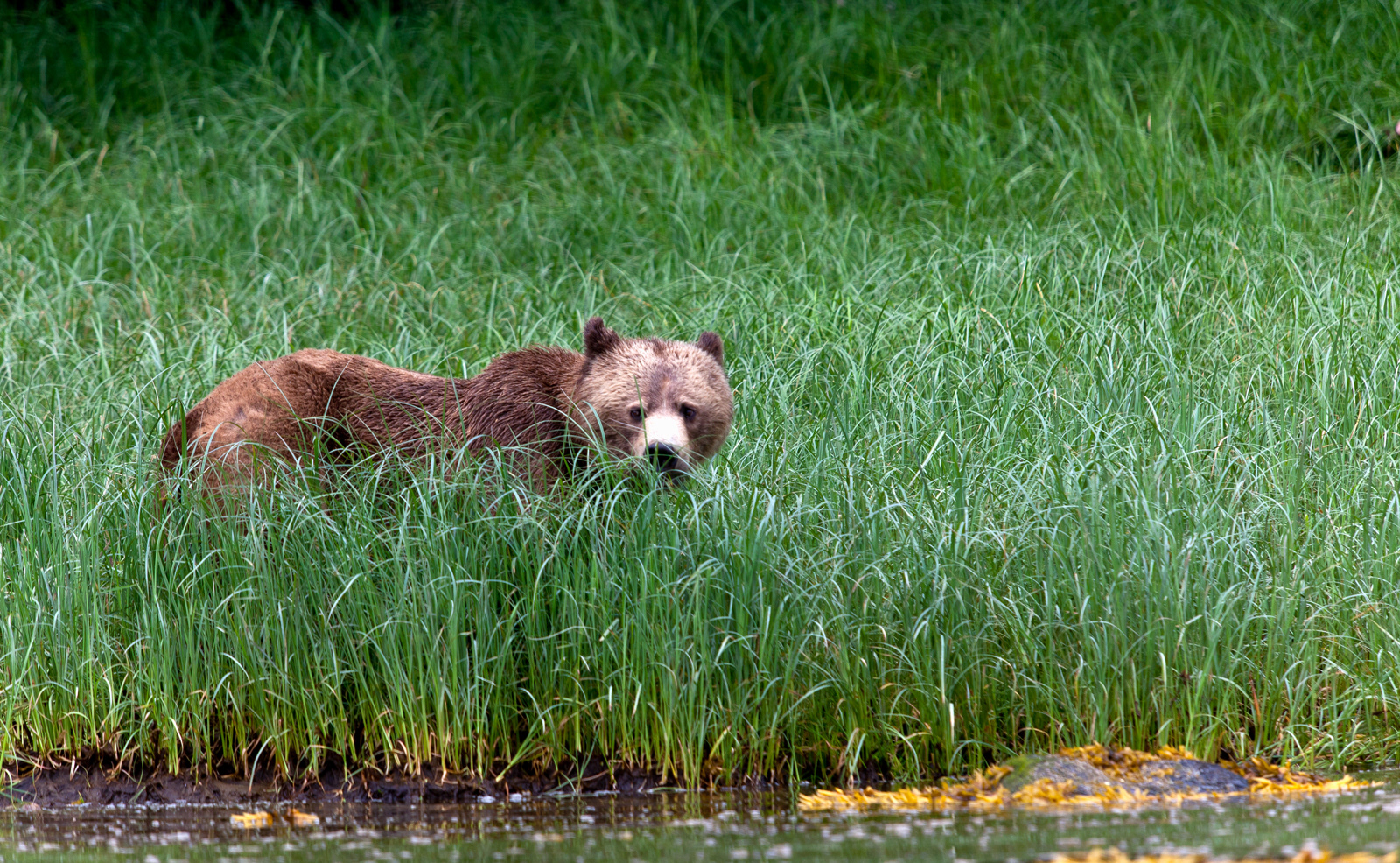 Coastal Grizzly Bear, BC, Canada