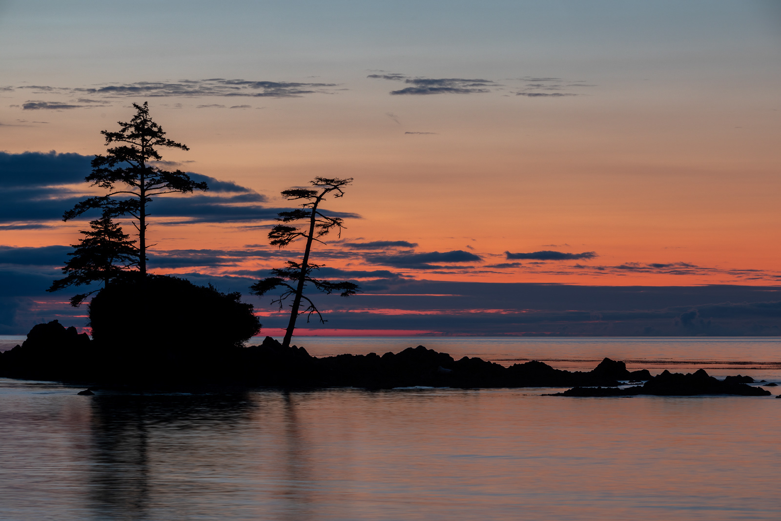 Spruce tree silhouettes, Nissen Bight, Cape Scott Provincial Park, BC, Canada