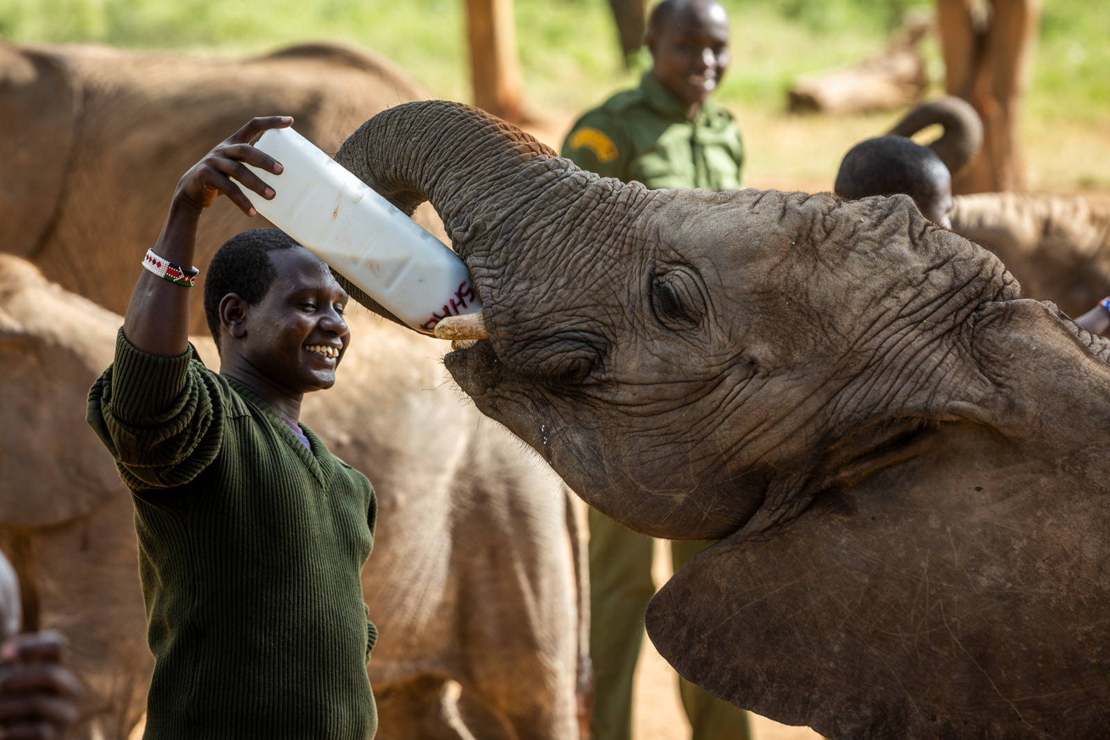 Juvenile Elephant in Refuge, Kenya