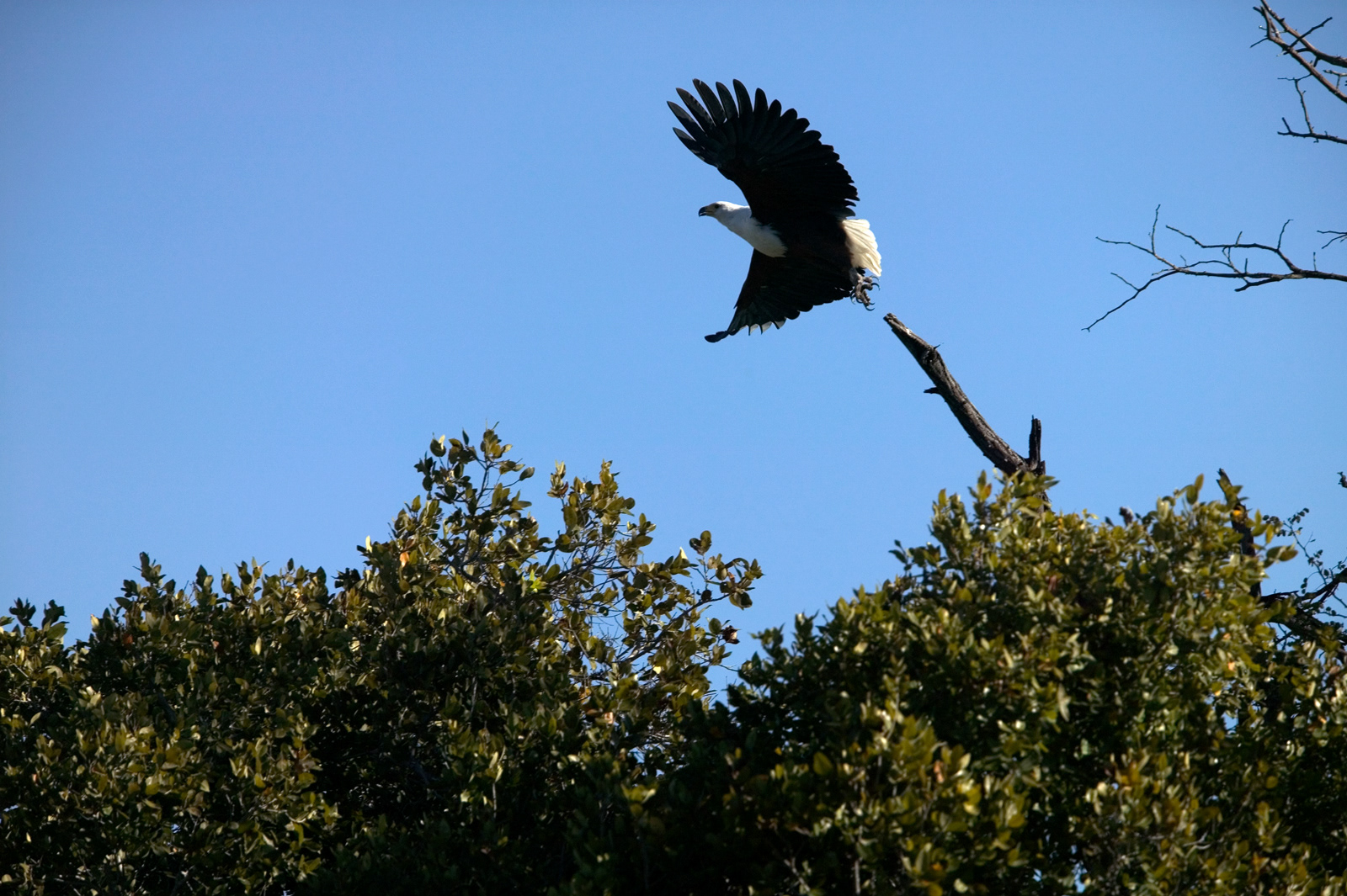 African Fish Eagle, Okavango Delta, Botswana