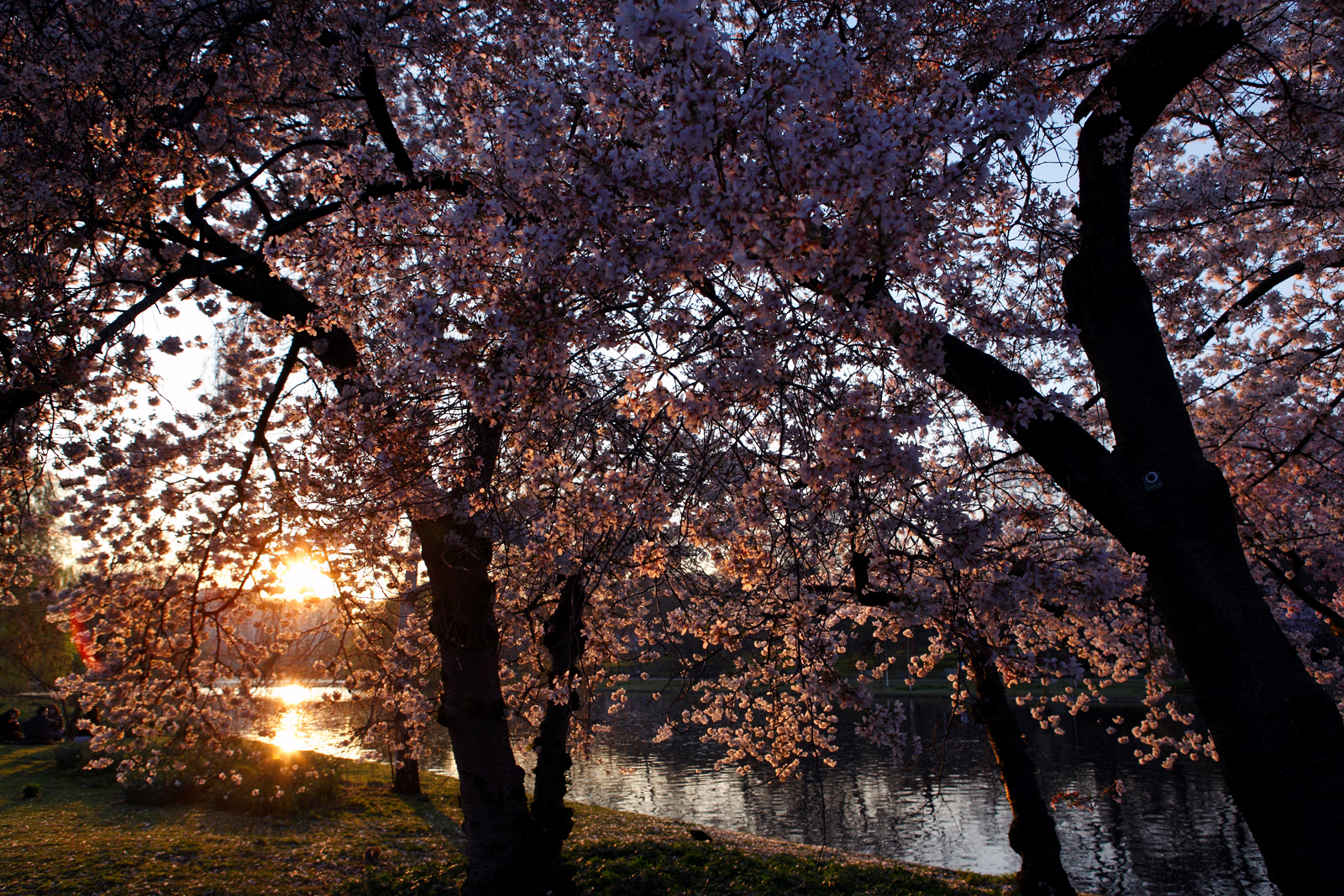 Cherry blossoms, Hyde Park, London, England
