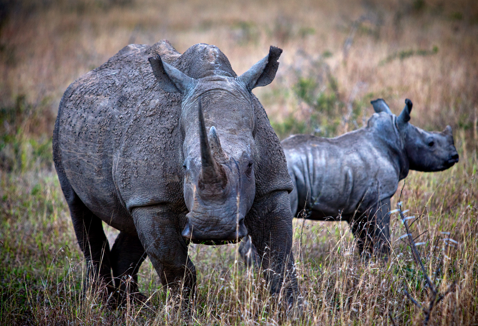 White Rhinoceros, Kenya