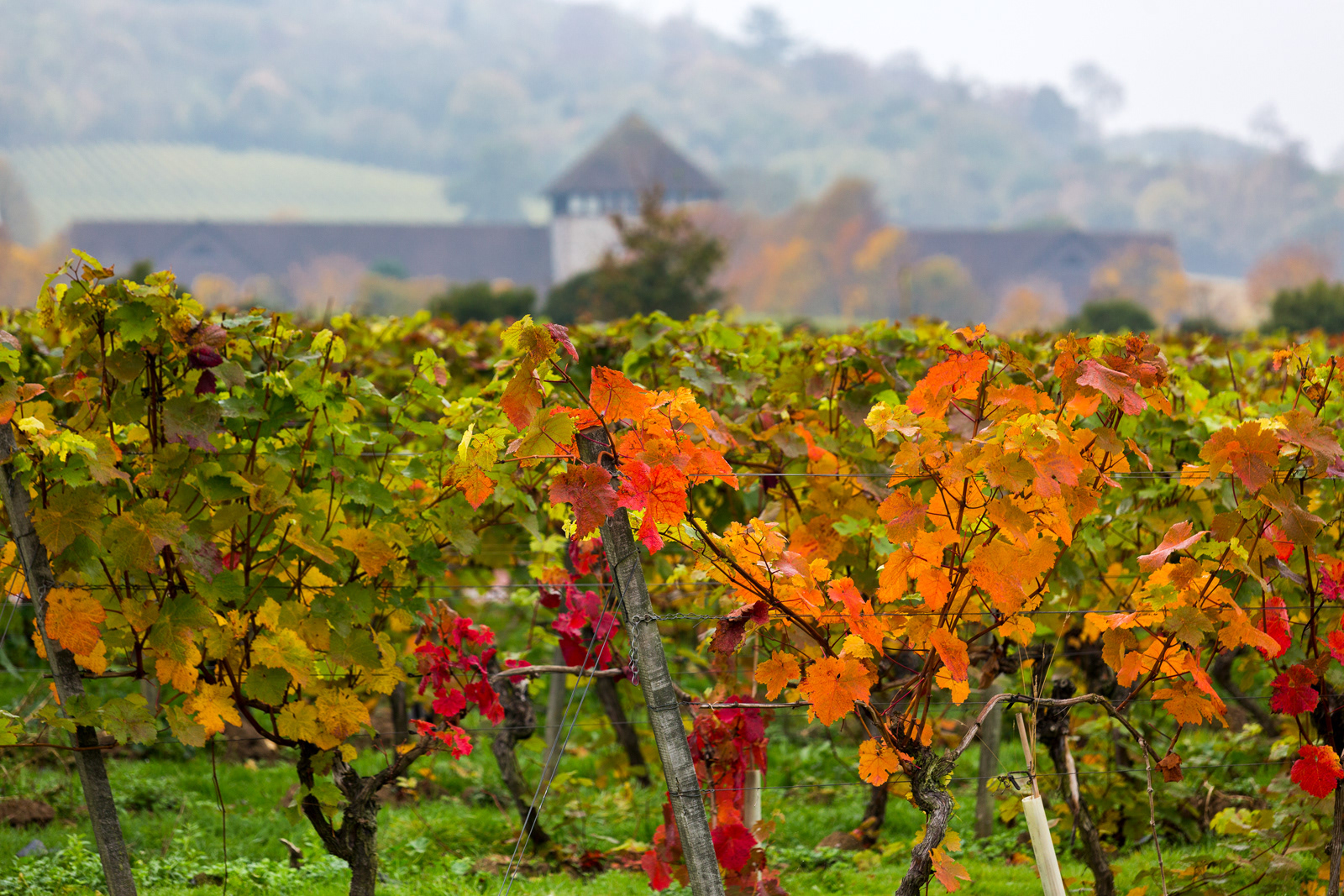 Vineyard in autumn, Box Hill, England