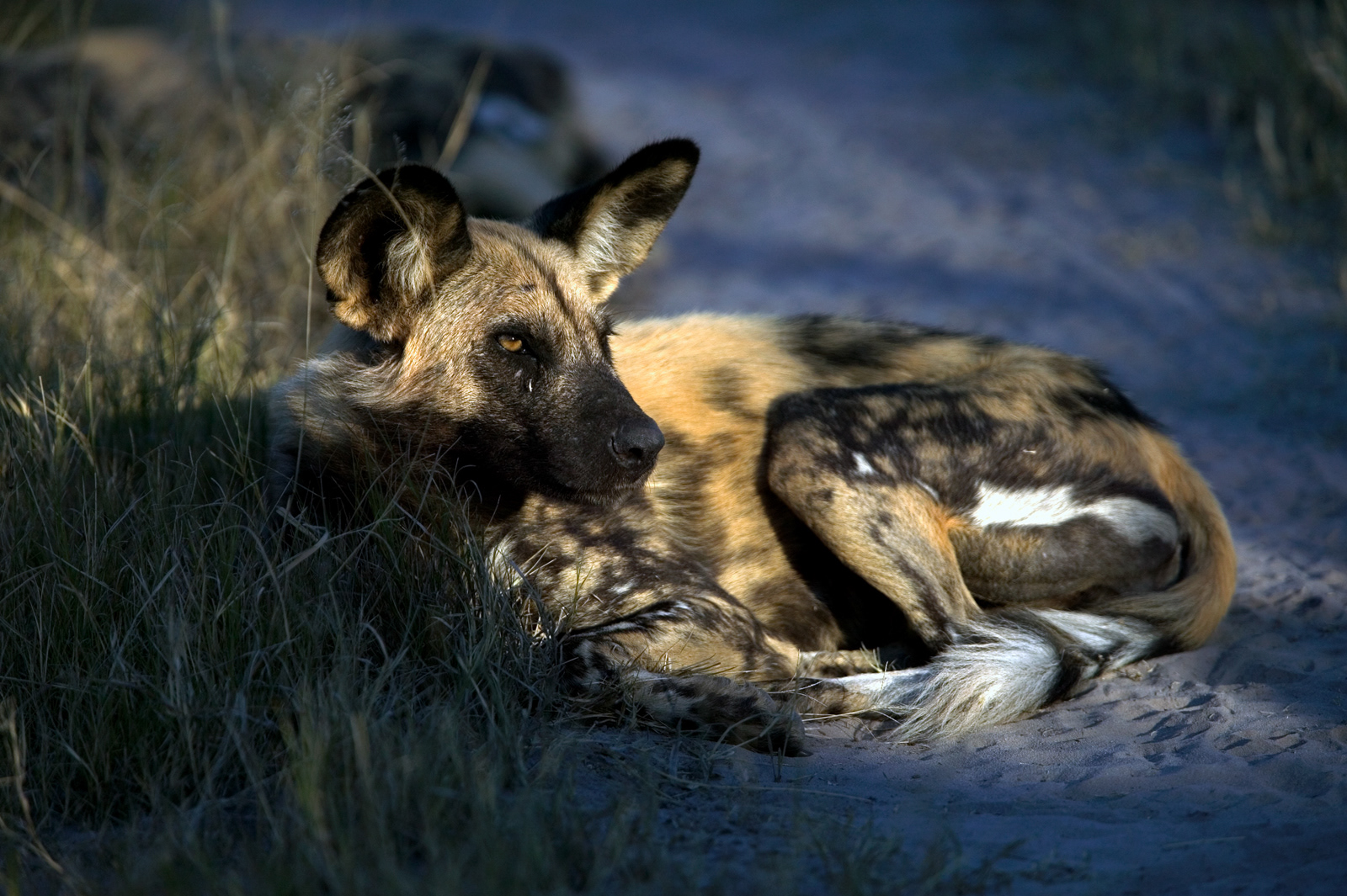 African Painted Dog, Botswana