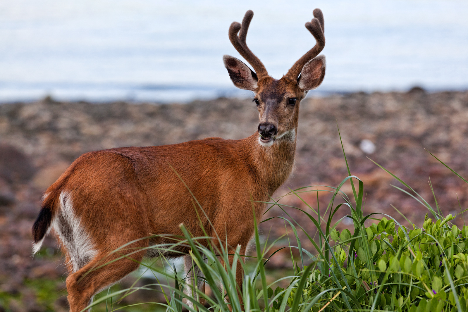 Black Tail Deer, BC, Canada