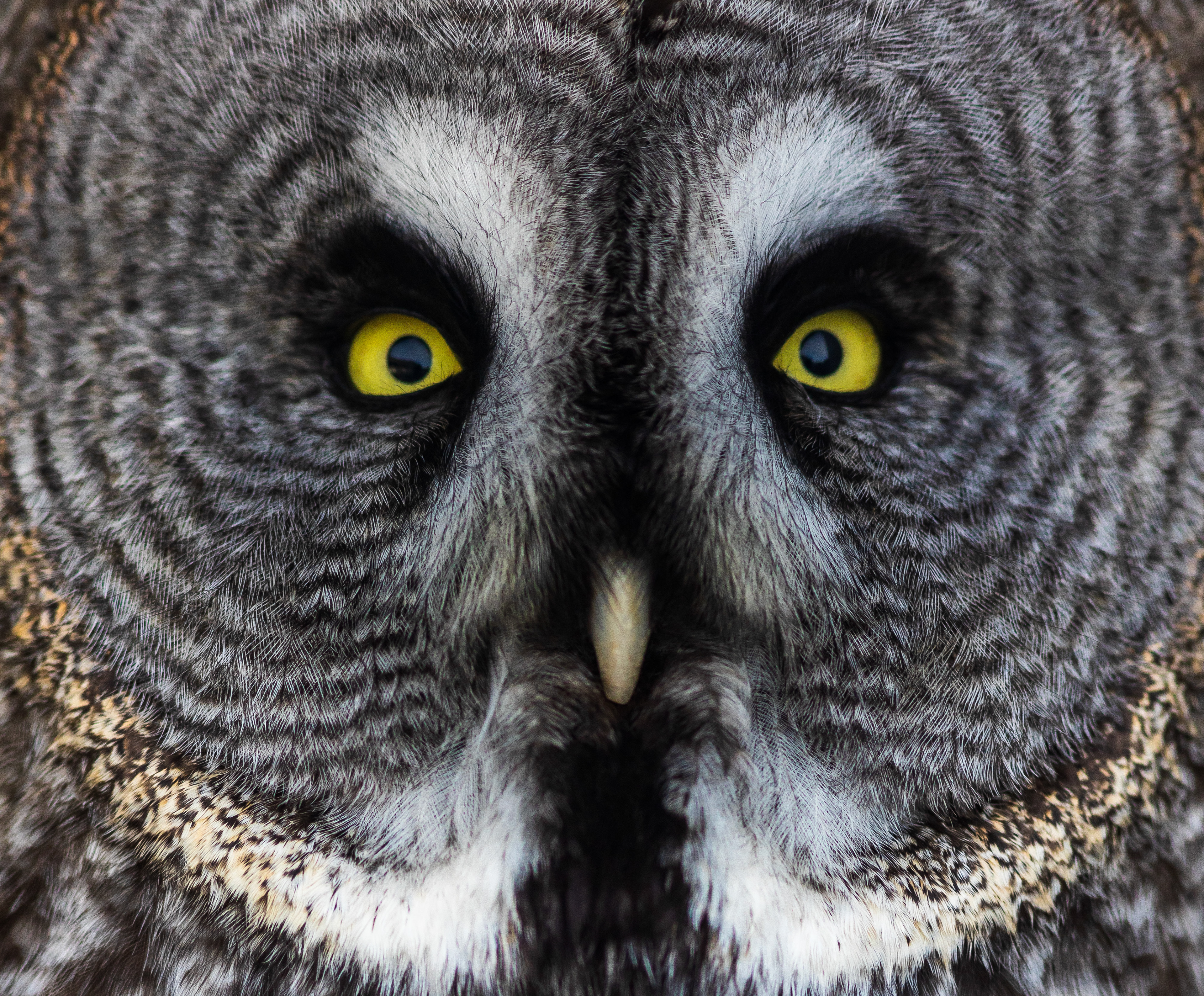 Grey Owl, Canada