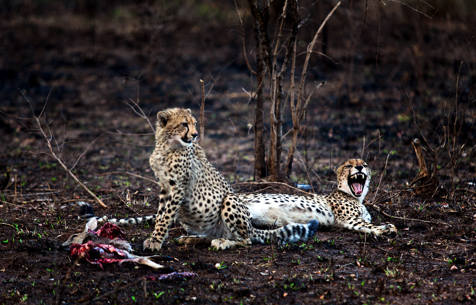 Cheetahs, Kenya