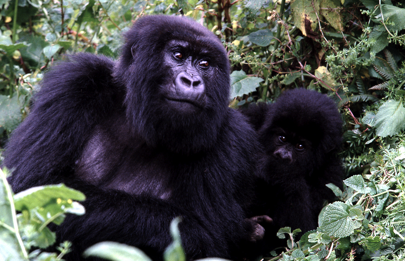 Mountain Gorillas, Rwanda