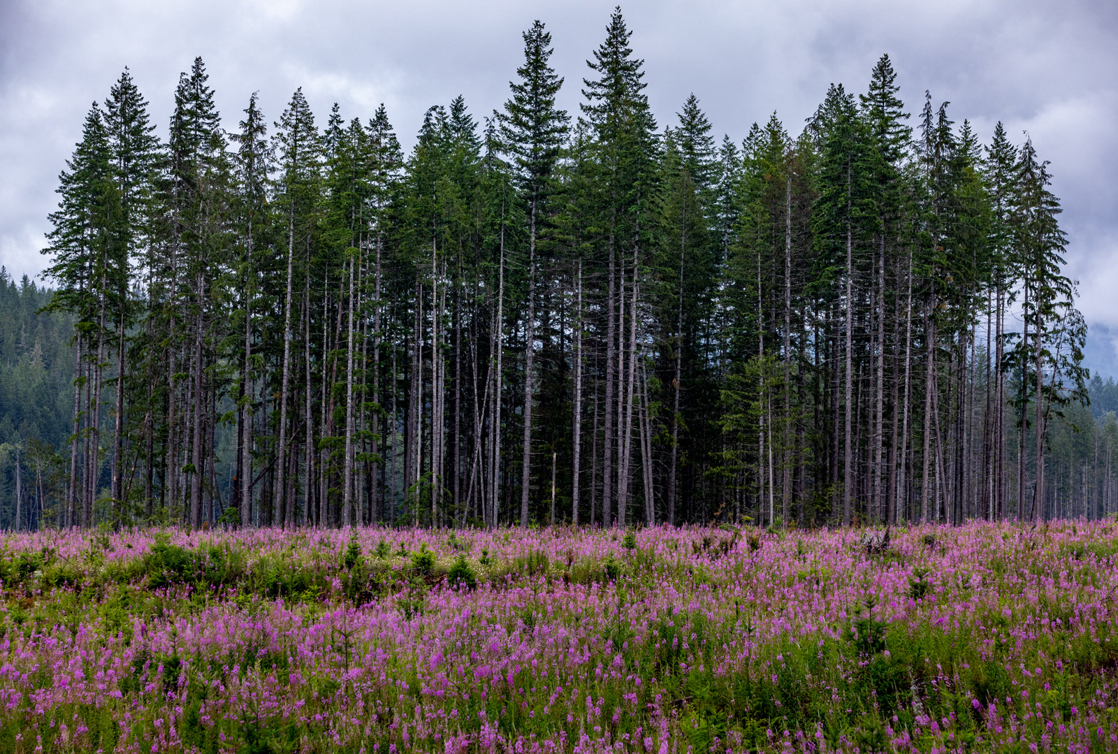 Spruce and wildflowers, Vancouver Island, Canada