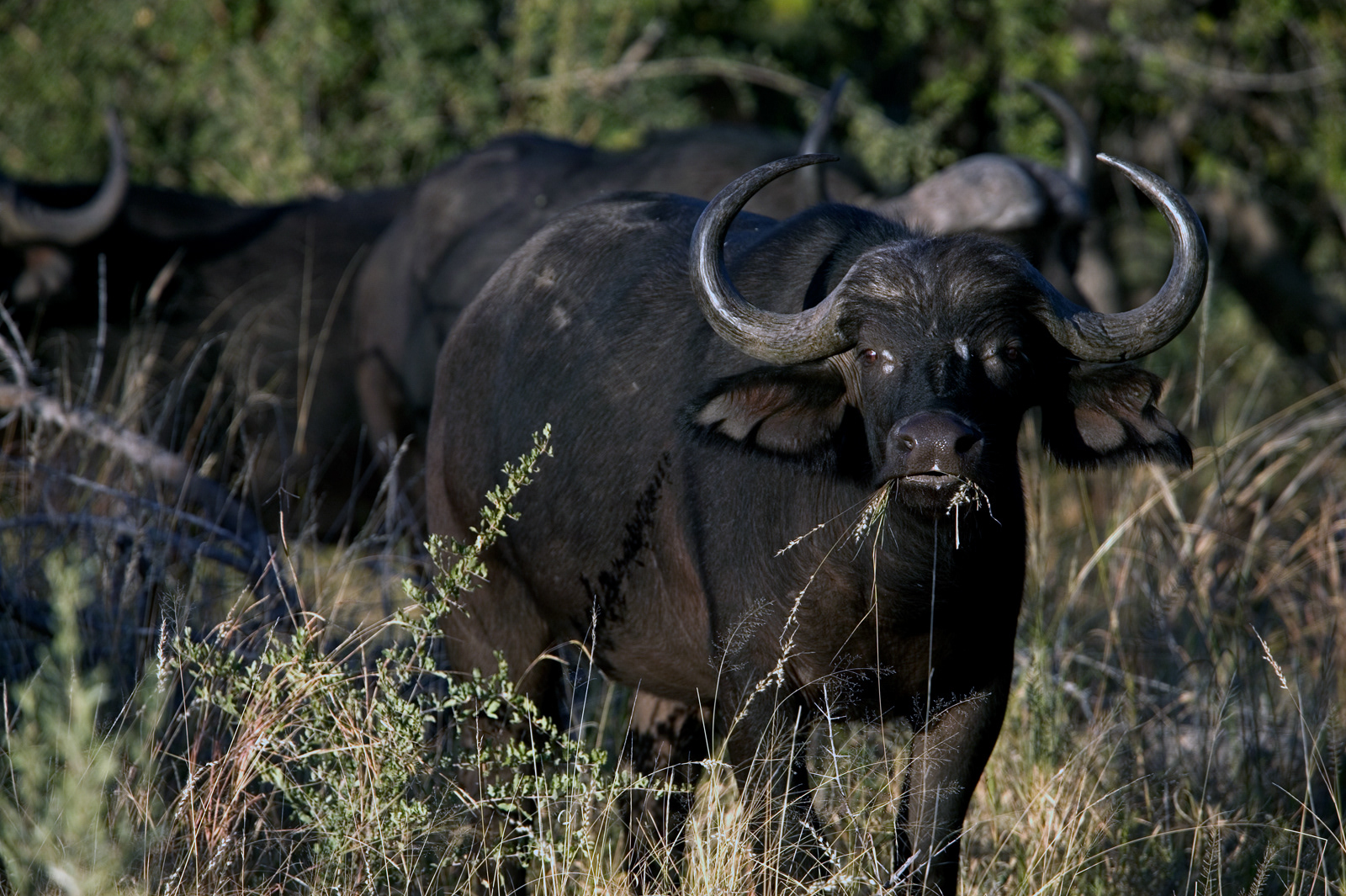 Water Buffalo, Kenya