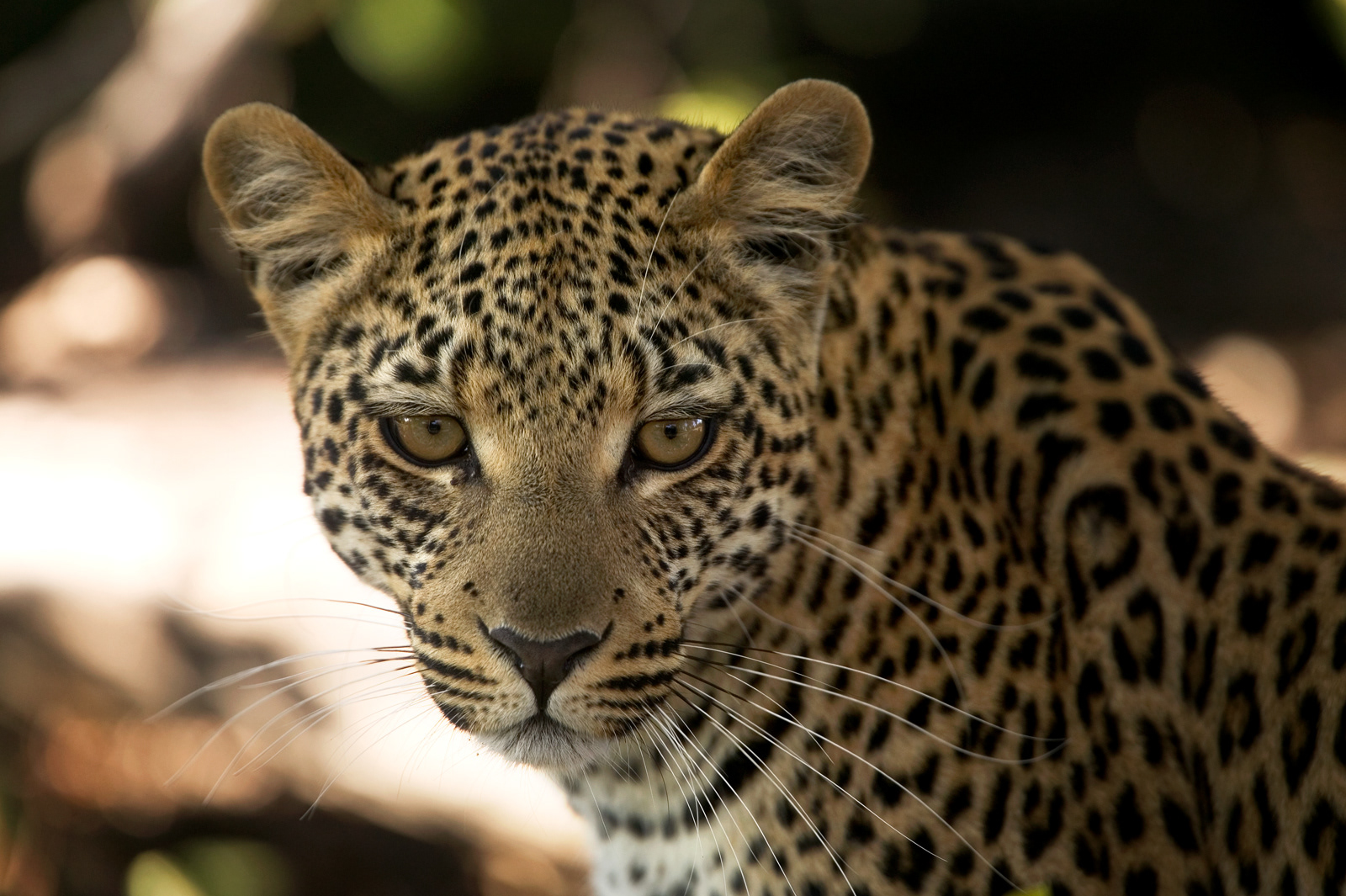Jaguar, Kenya