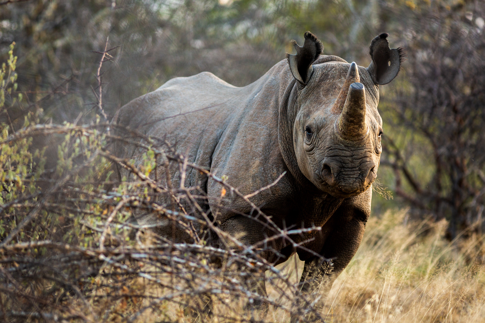 Black Rhinoceros, Kenya