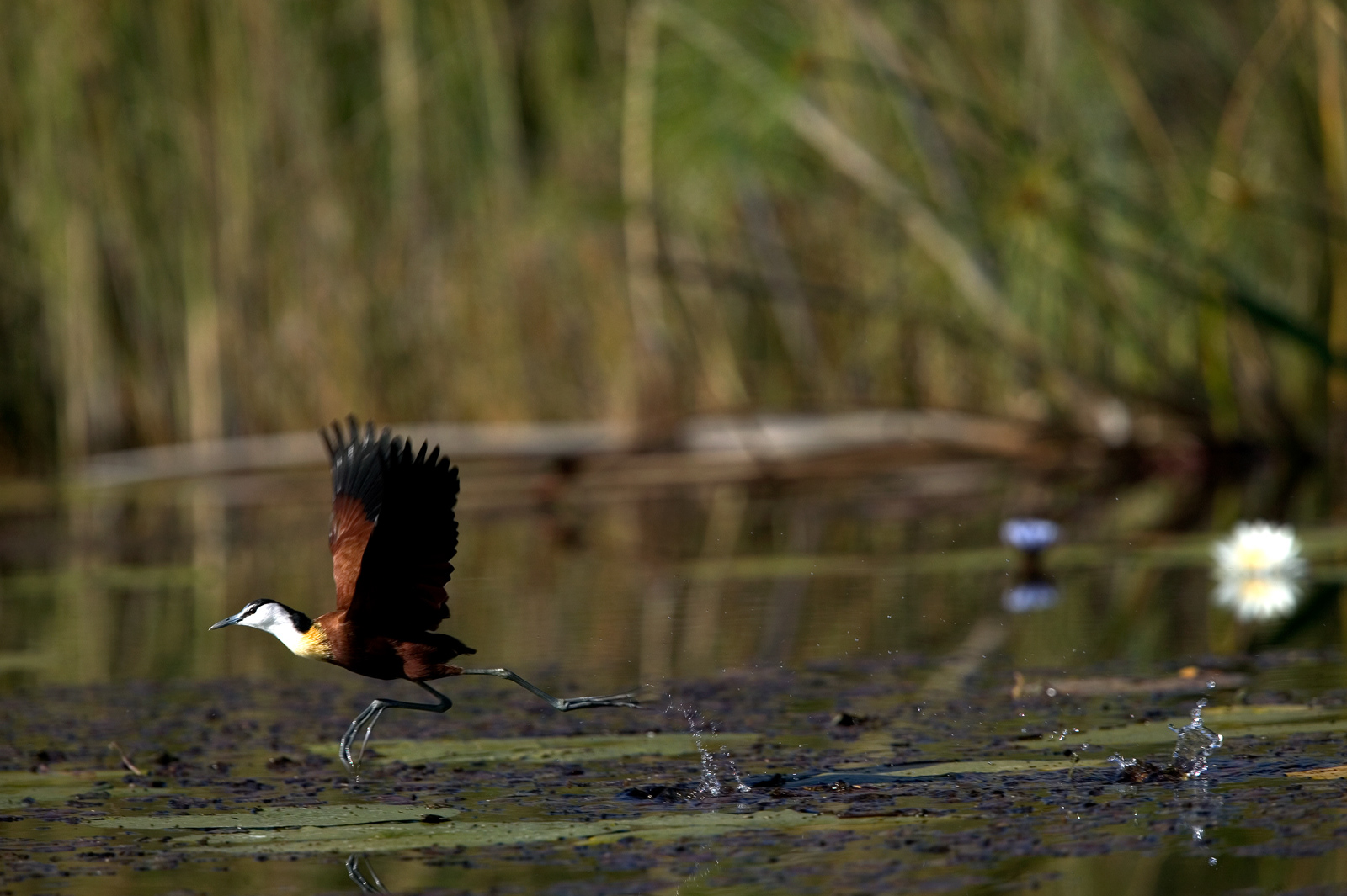 Lily Trotter, Okavango Delta, Botswana